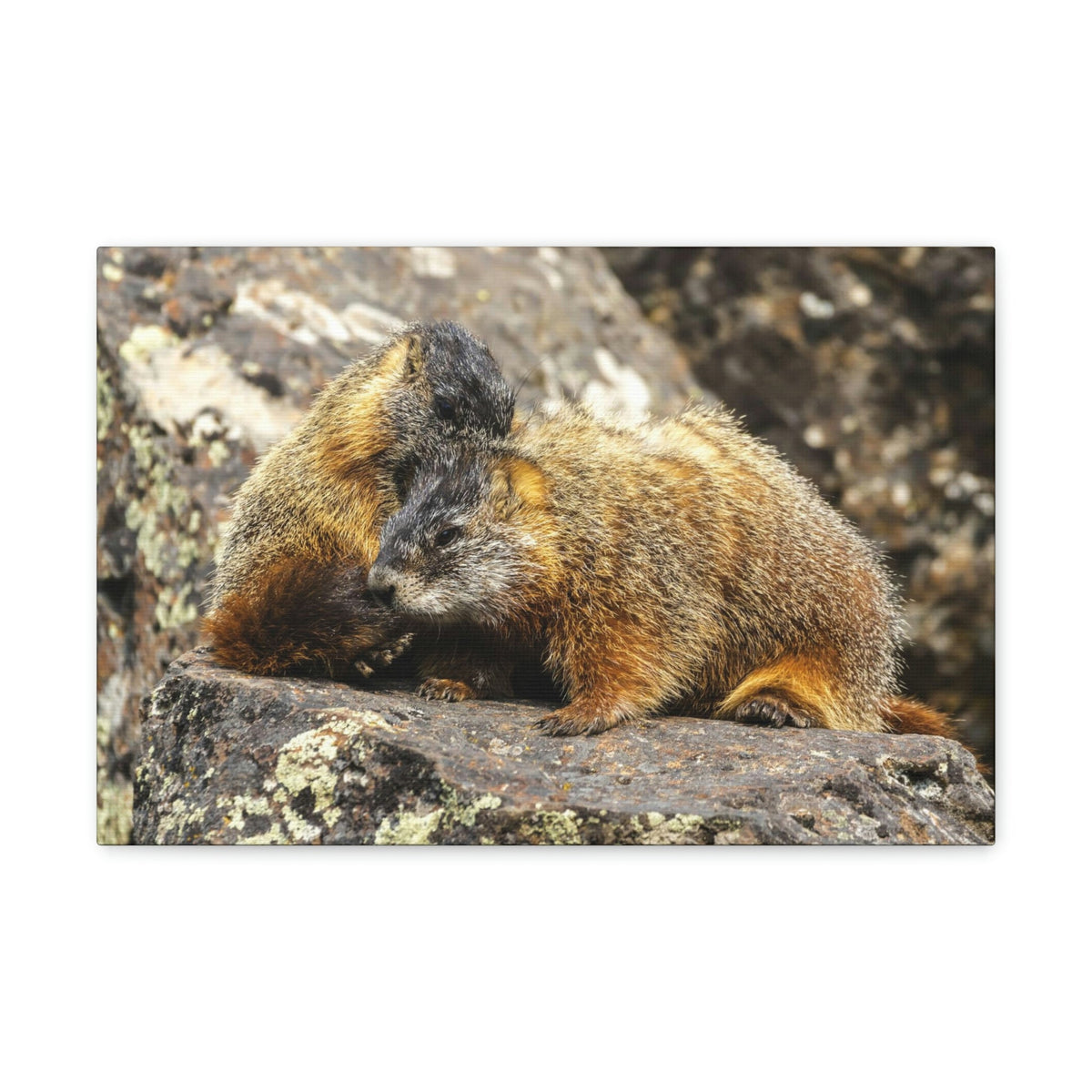 Scripture Walls Yellow Bellied Marmot Couple Yellow Bellied Marmot Couple Print Animal Wall Art Wildlife Canvas Prints Wall Art Ready to Hang Unframed-Express Your Love Gifts