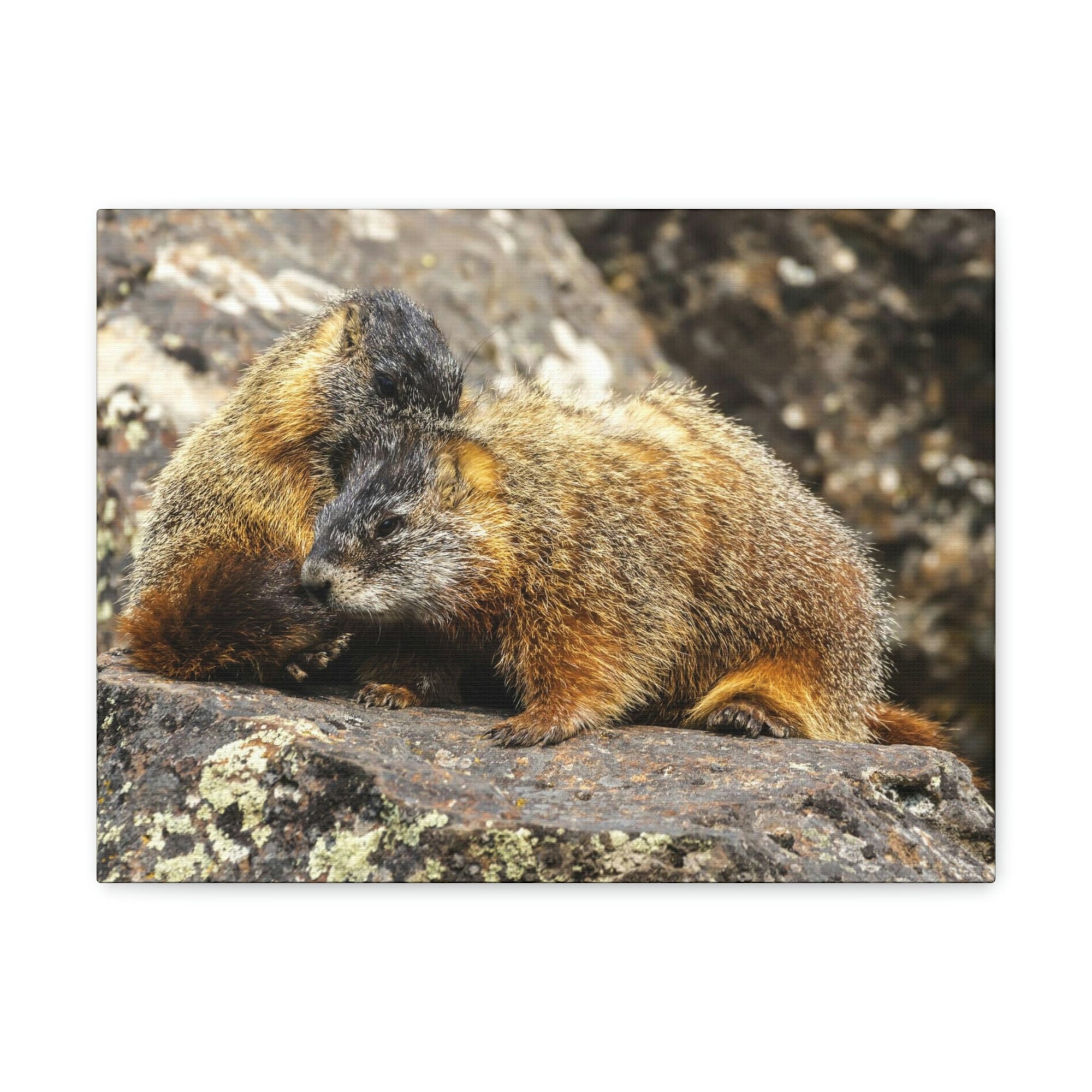 Scripture Walls Yellow Bellied Marmot Couple Yellow Bellied Marmot Couple Print Animal Wall Art Wildlife Canvas Prints Wall Art Ready to Hang Unframed-Express Your Love Gifts