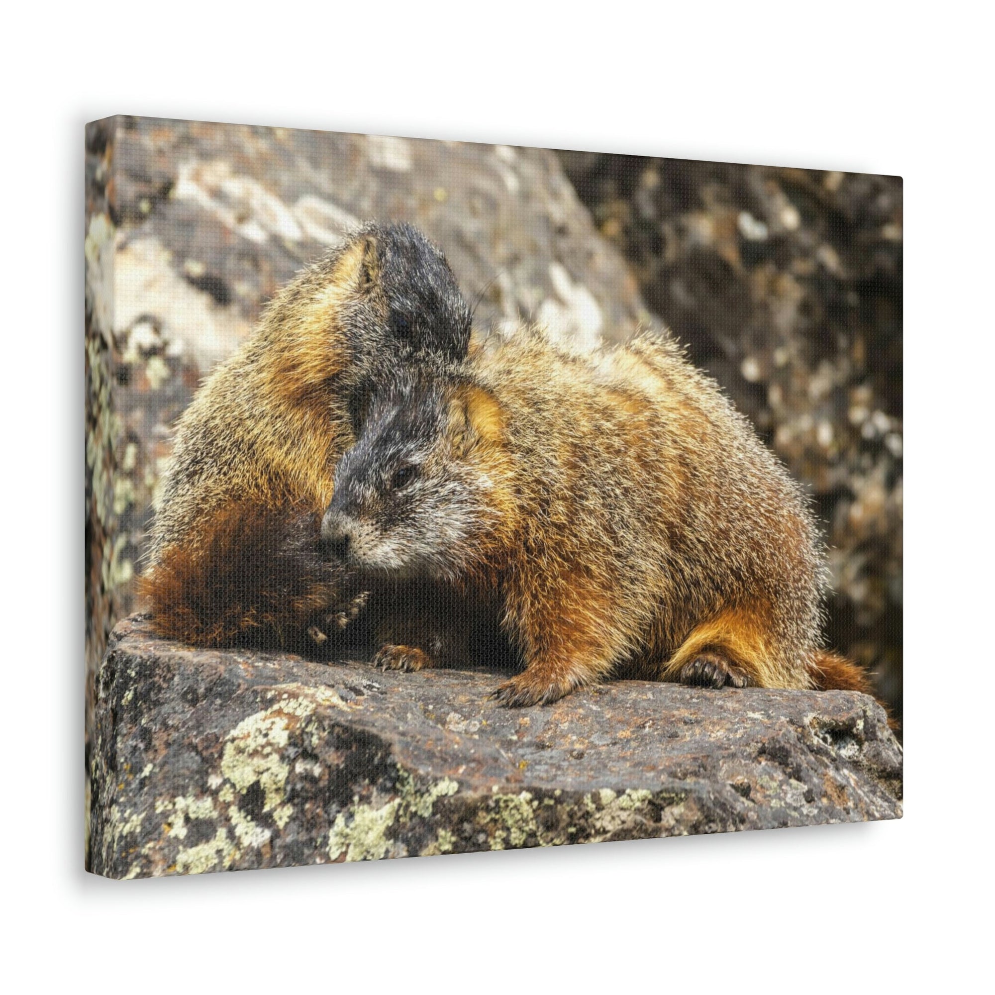 Scripture Walls Yellow Bellied Marmot Couple Yellow Bellied Marmot Couple Print Animal Wall Art Wildlife Canvas Prints Wall Art Ready to Hang Unframed-Express Your Love Gifts