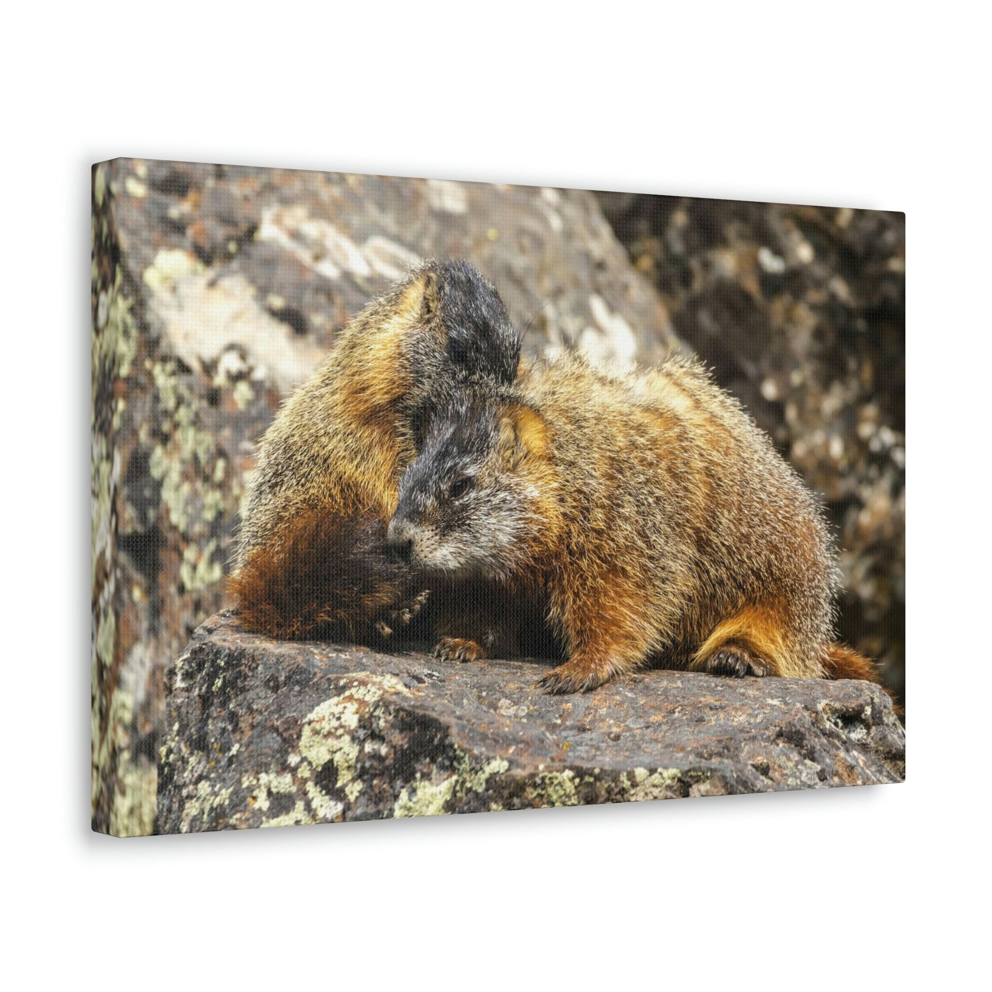 Scripture Walls Yellow Bellied Marmot Couple Yellow Bellied Marmot Couple Print Animal Wall Art Wildlife Canvas Prints Wall Art Ready to Hang Unframed-Express Your Love Gifts