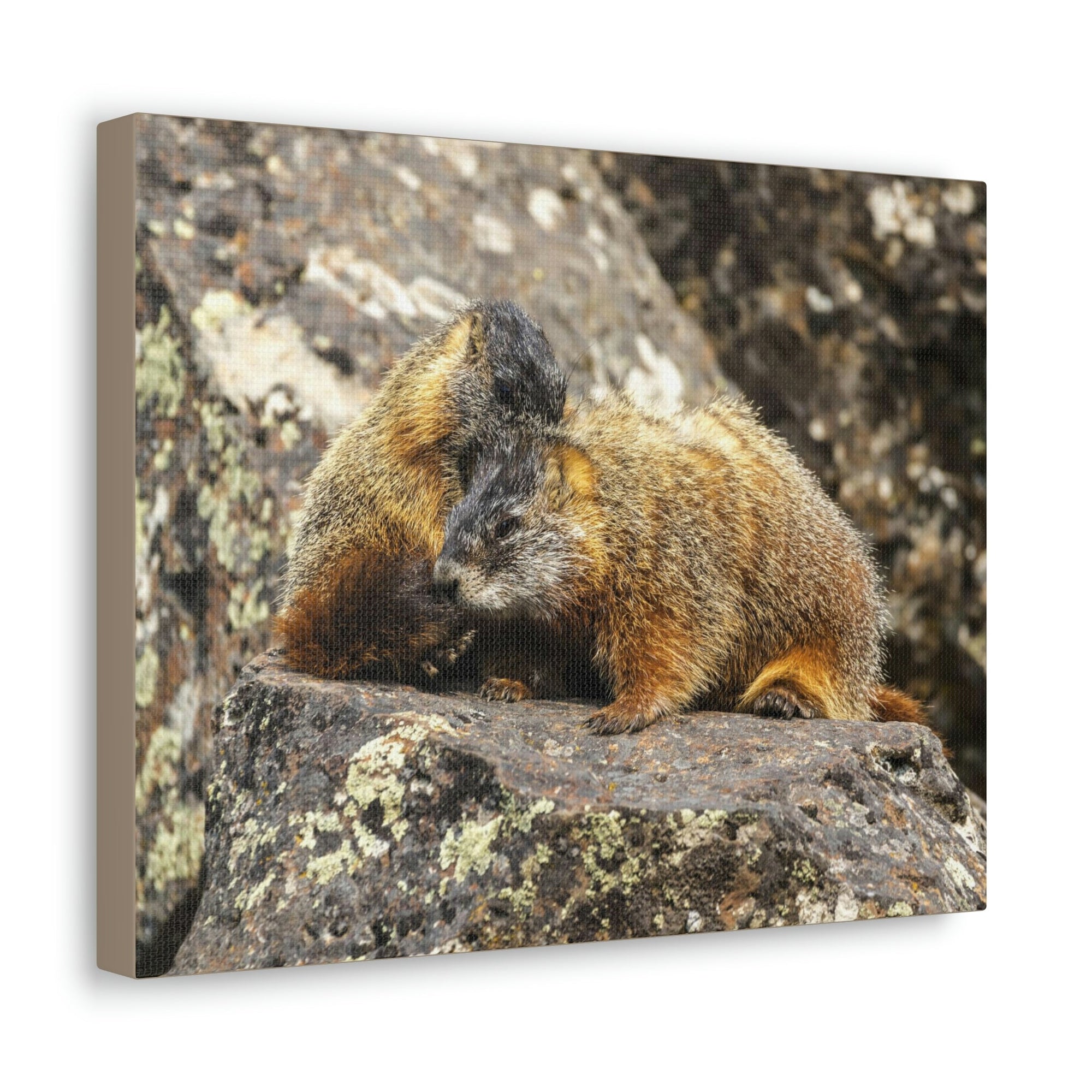 Scripture Walls Yellow Bellied Marmot Couple Yellow Bellied Marmot Couple Print Animal Wall Art Wildlife Canvas Prints Wall Art Ready to Hang Unframed-Express Your Love Gifts