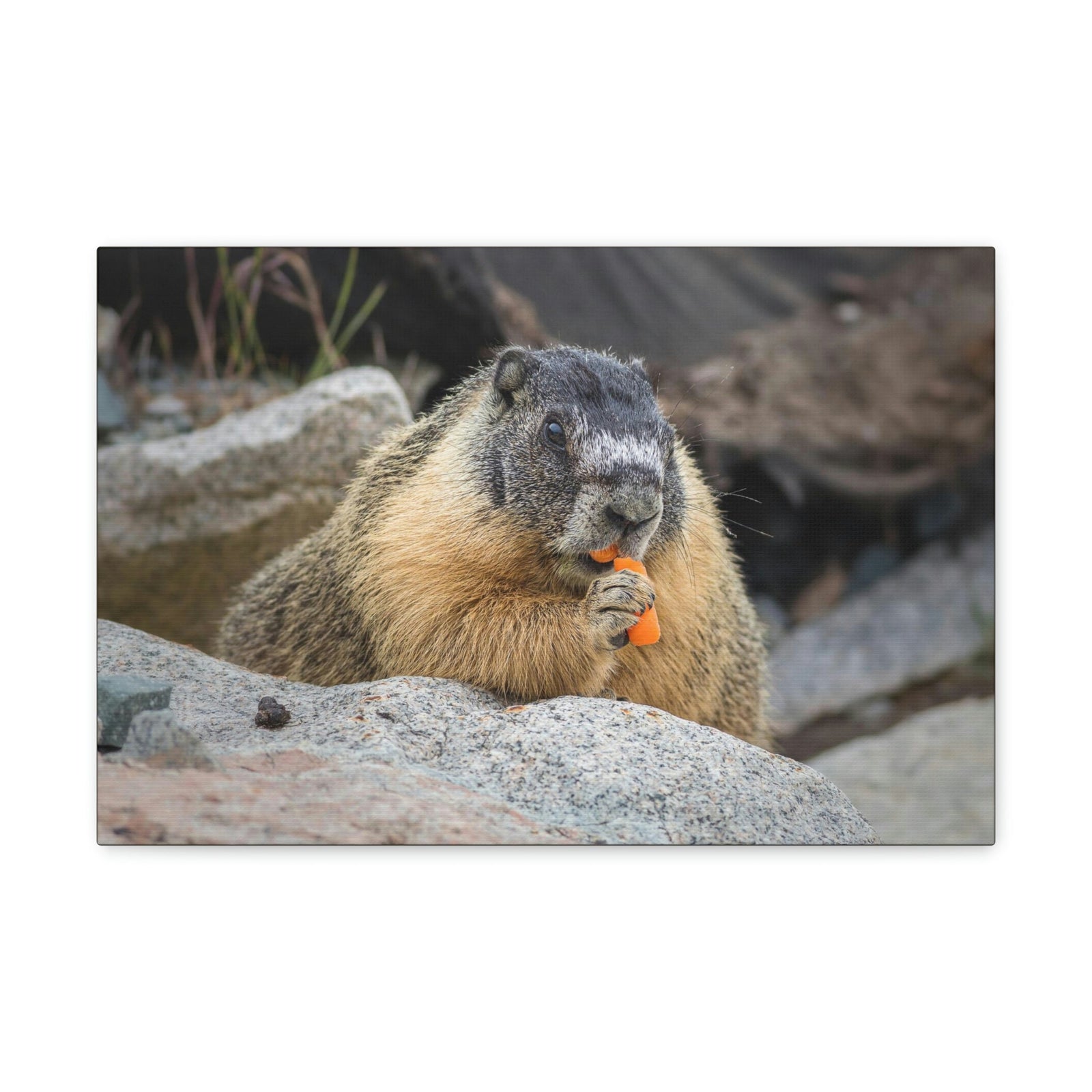 Scripture Walls Yellow Bellied Marmot Enjoying a Carrot Print Animal Wall Art Wildlife Canvas Prints Wall Art Ready to Hang Unframed-Express Your Love Gifts