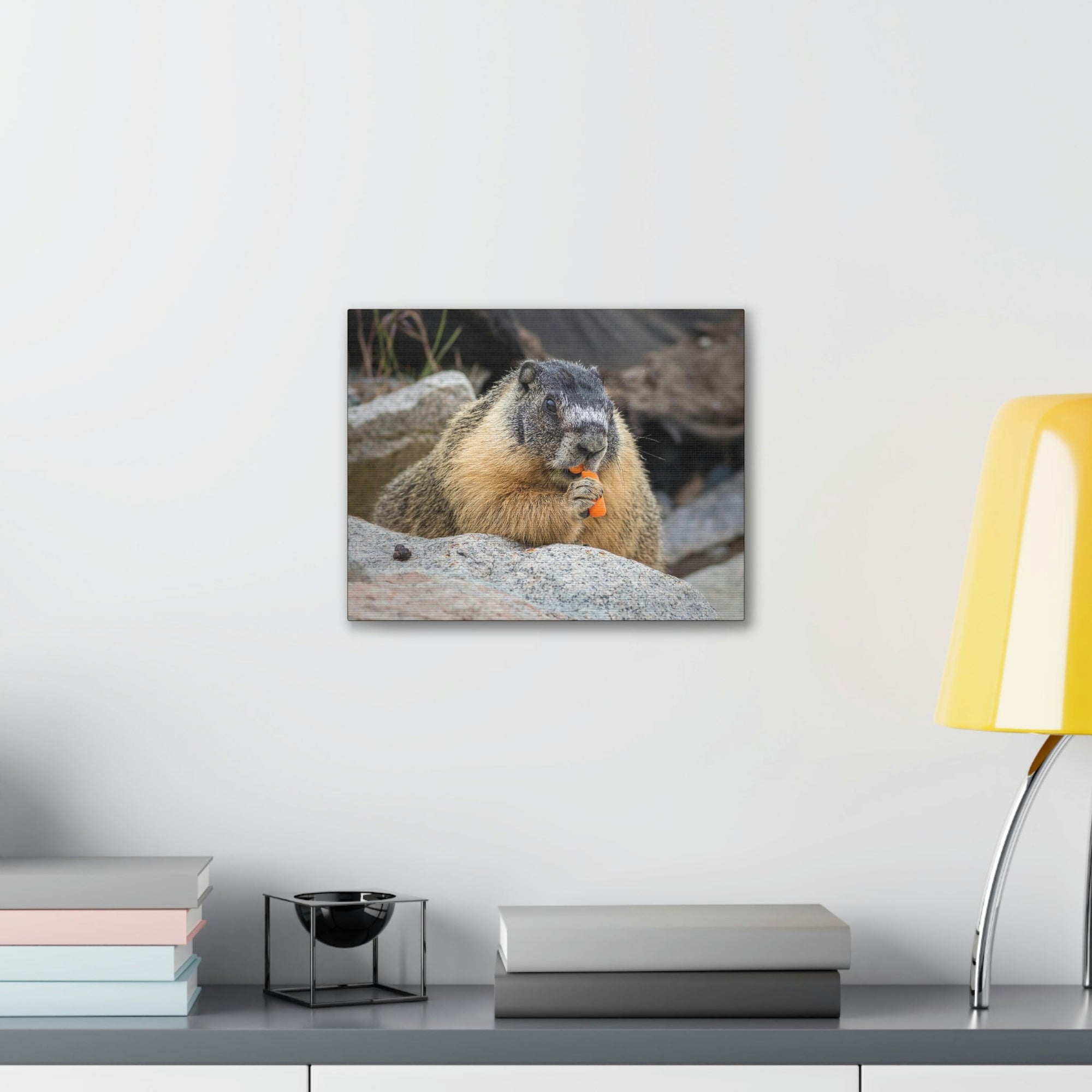 Scripture Walls Yellow Bellied Marmot Enjoying a Carrot Print Animal Wall Art Wildlife Canvas Prints Wall Art Ready to Hang Unframed-Express Your Love Gifts