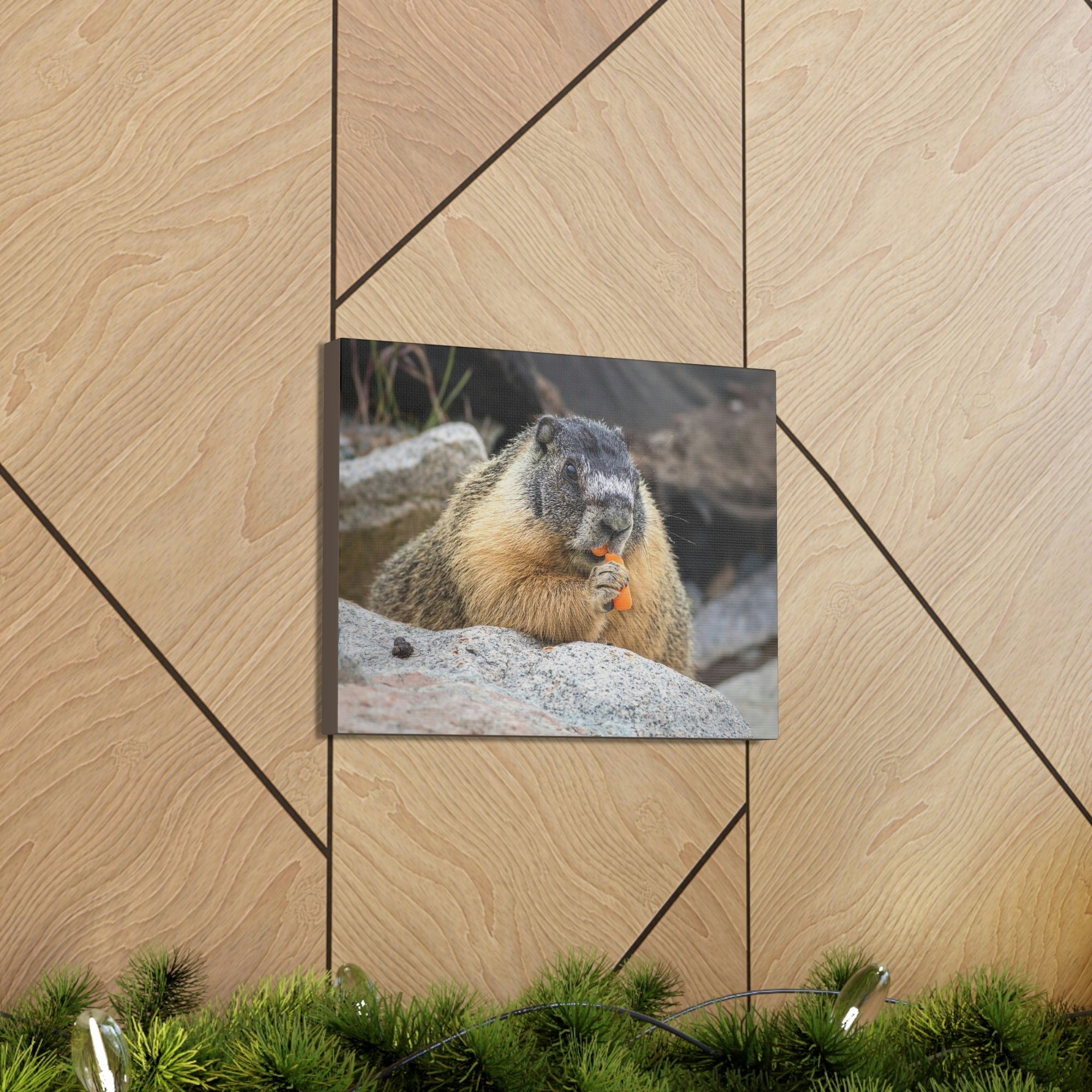 Scripture Walls Yellow Bellied Marmot Enjoying a Carrot Print Animal Wall Art Wildlife Canvas Prints Wall Art Ready to Hang Unframed-Express Your Love Gifts