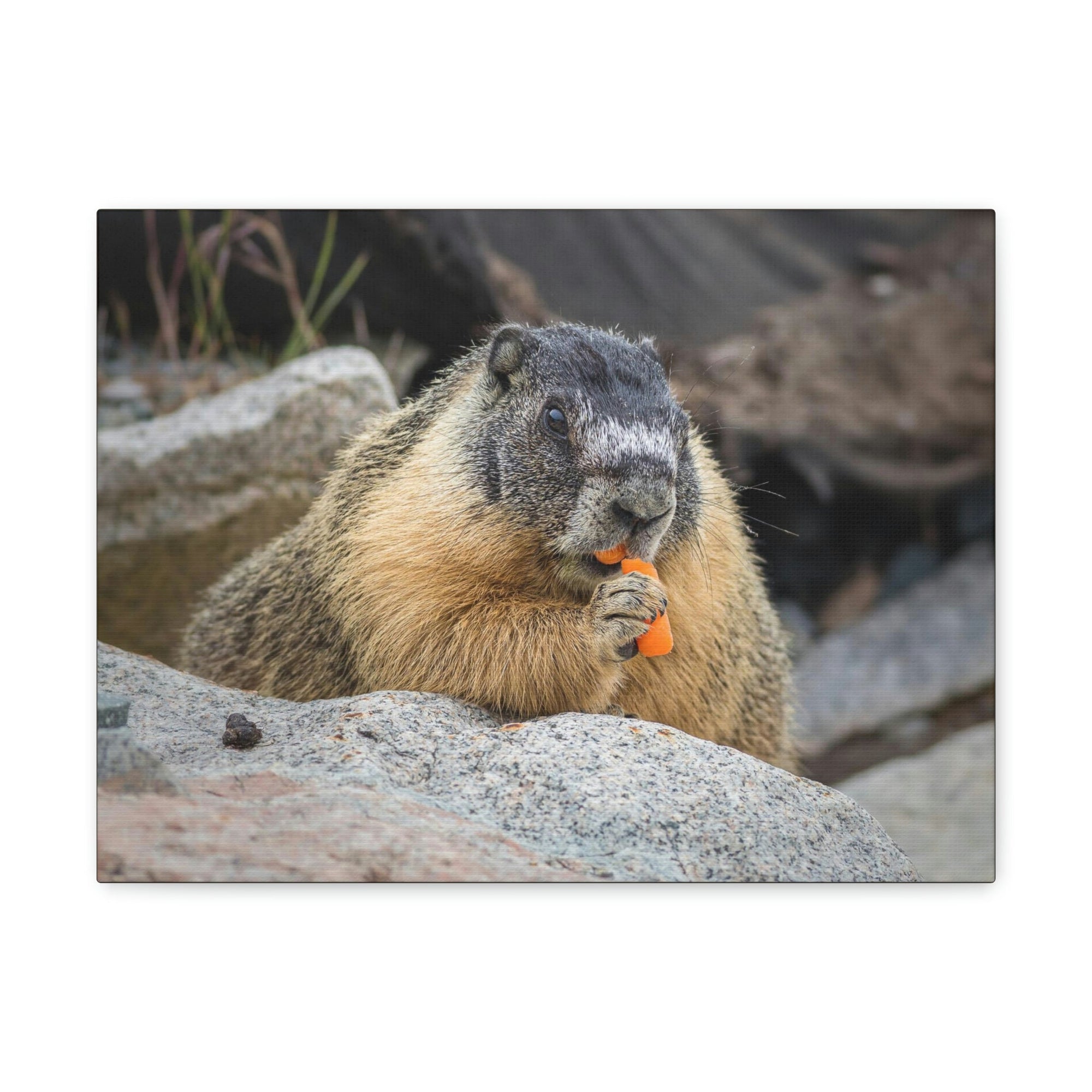 Scripture Walls Yellow Bellied Marmot Enjoying a Carrot Print Animal Wall Art Wildlife Canvas Prints Wall Art Ready to Hang Unframed-Express Your Love Gifts