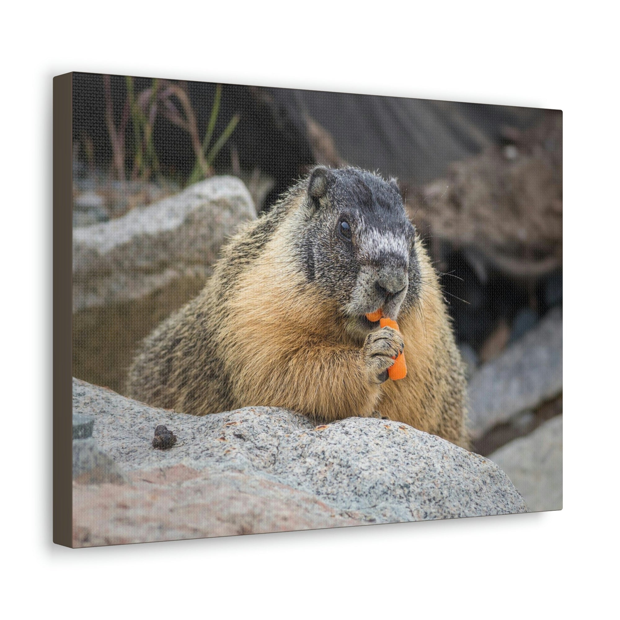 Scripture Walls Yellow Bellied Marmot Enjoying a Carrot Print Animal Wall Art Wildlife Canvas Prints Wall Art Ready to Hang Unframed-Express Your Love Gifts