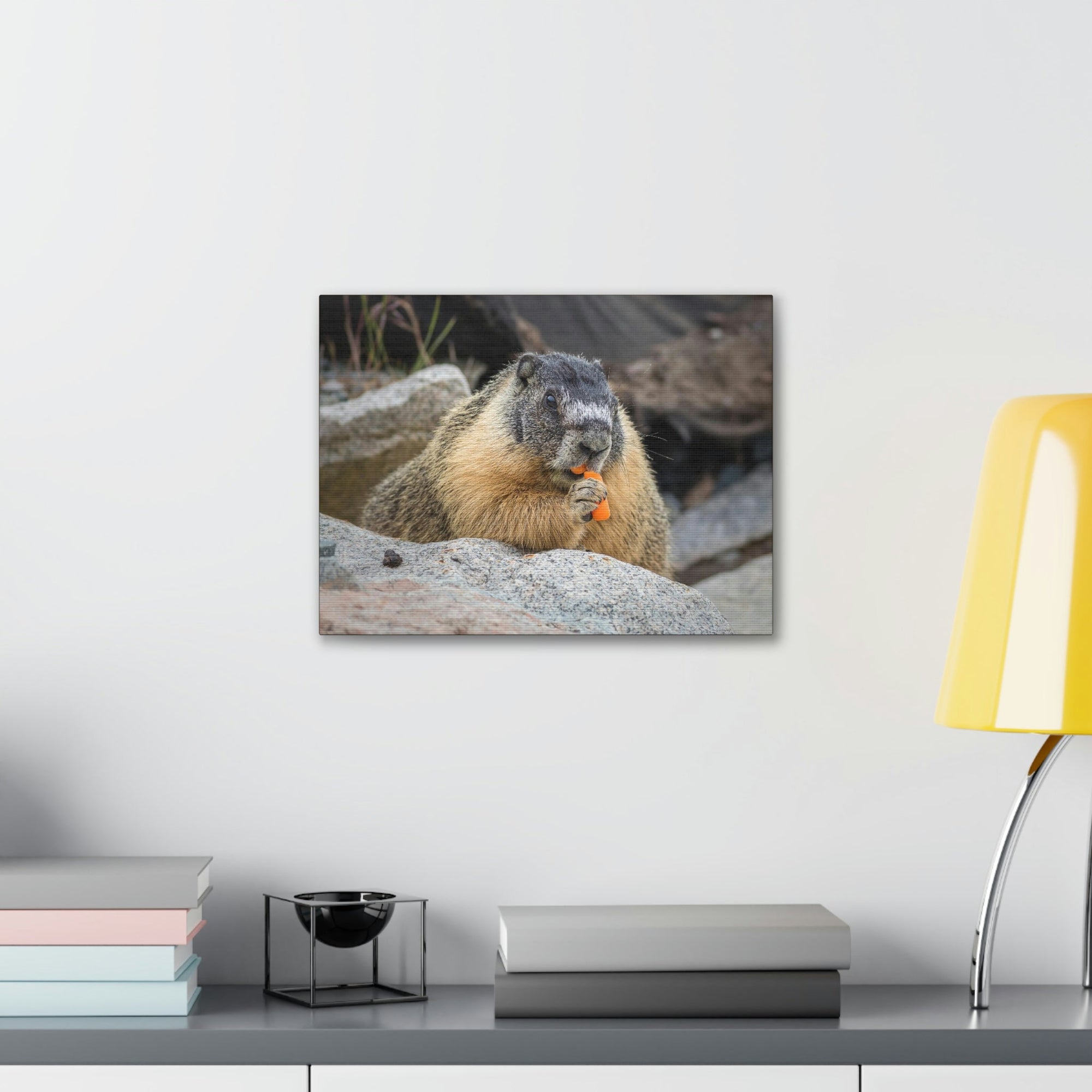 Scripture Walls Yellow Bellied Marmot Enjoying a Carrot Print Animal Wall Art Wildlife Canvas Prints Wall Art Ready to Hang Unframed-Express Your Love Gifts