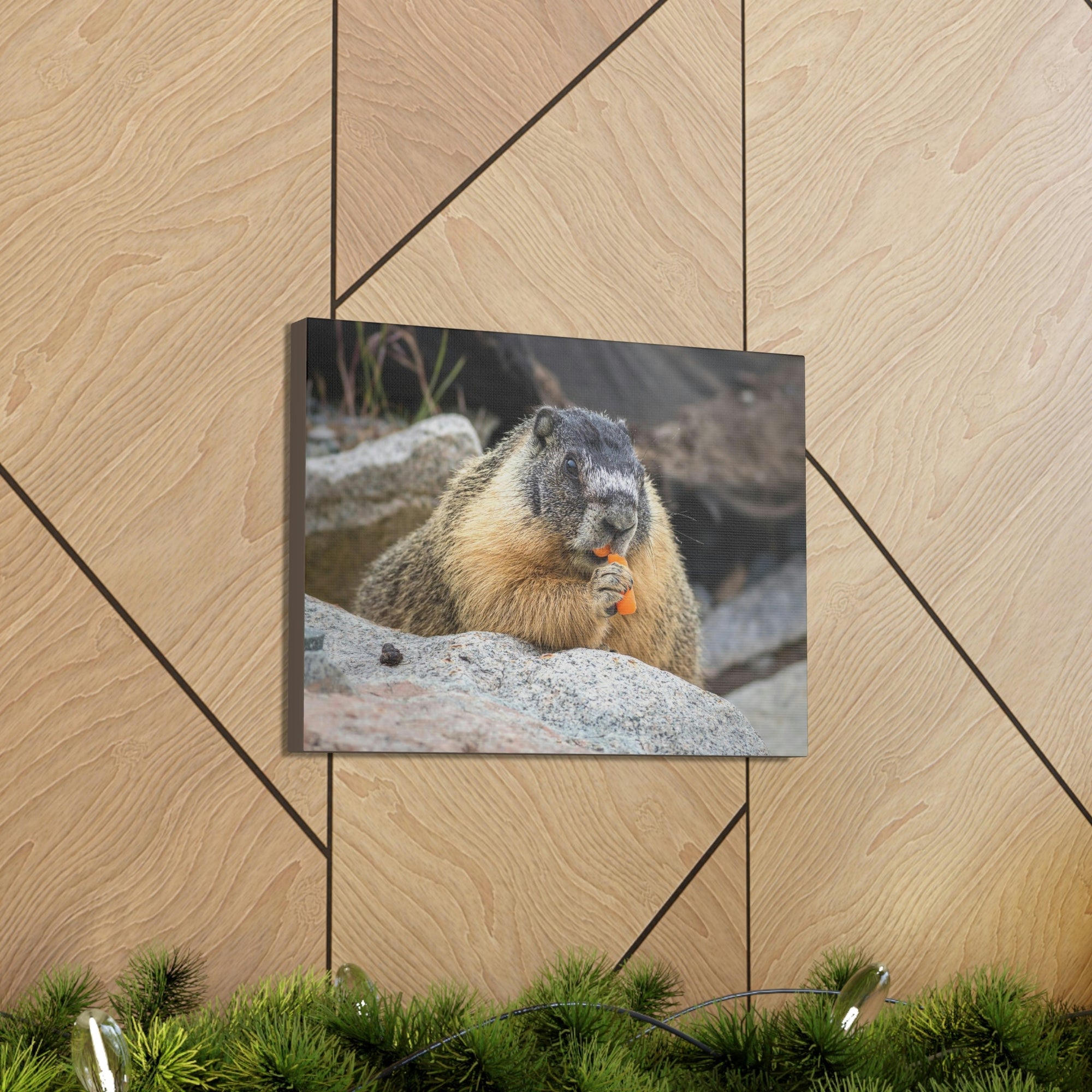 Scripture Walls Yellow Bellied Marmot Enjoying a Carrot Print Animal Wall Art Wildlife Canvas Prints Wall Art Ready to Hang Unframed-Express Your Love Gifts