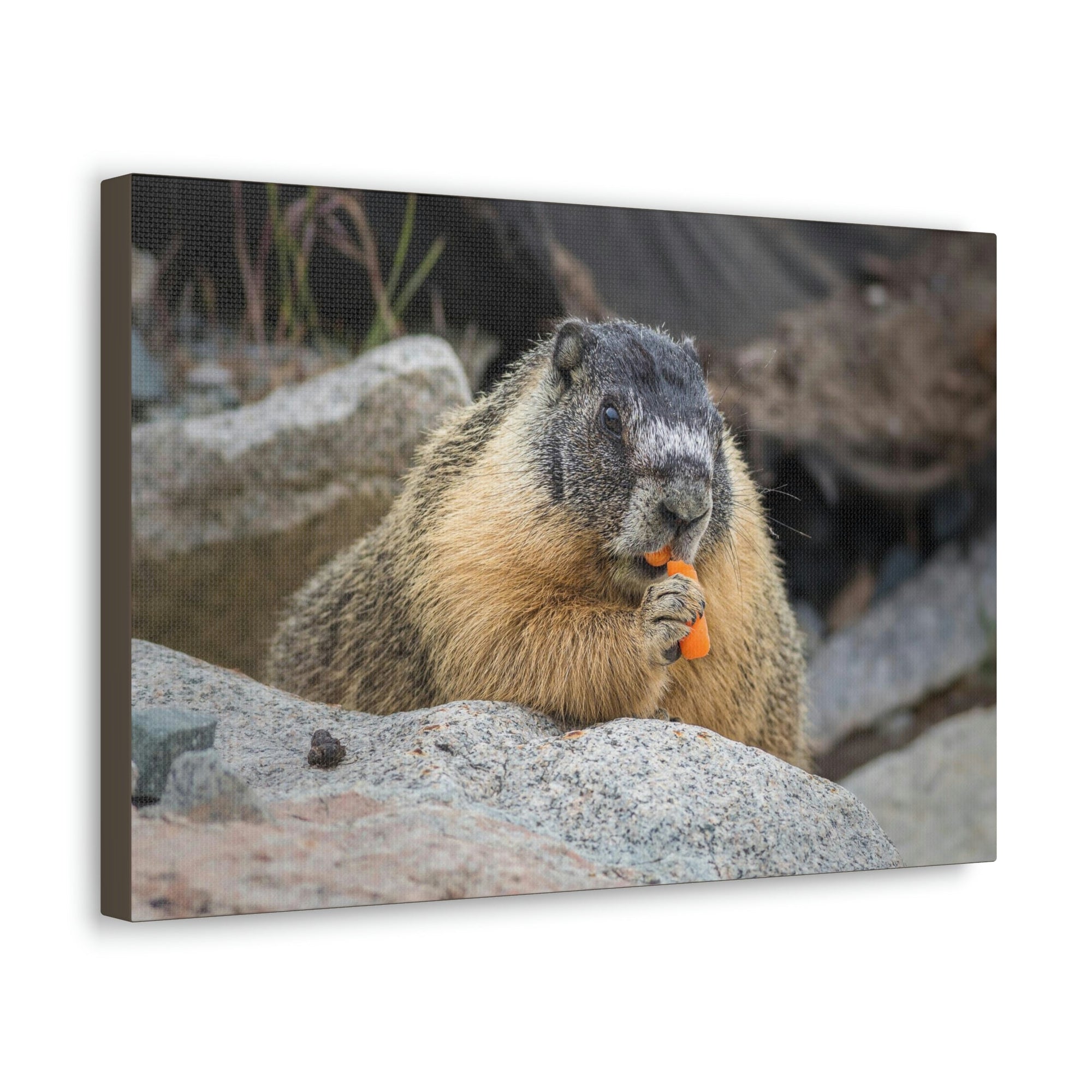 Scripture Walls Yellow Bellied Marmot Enjoying a Carrot Print Animal Wall Art Wildlife Canvas Prints Wall Art Ready to Hang Unframed-Express Your Love Gifts