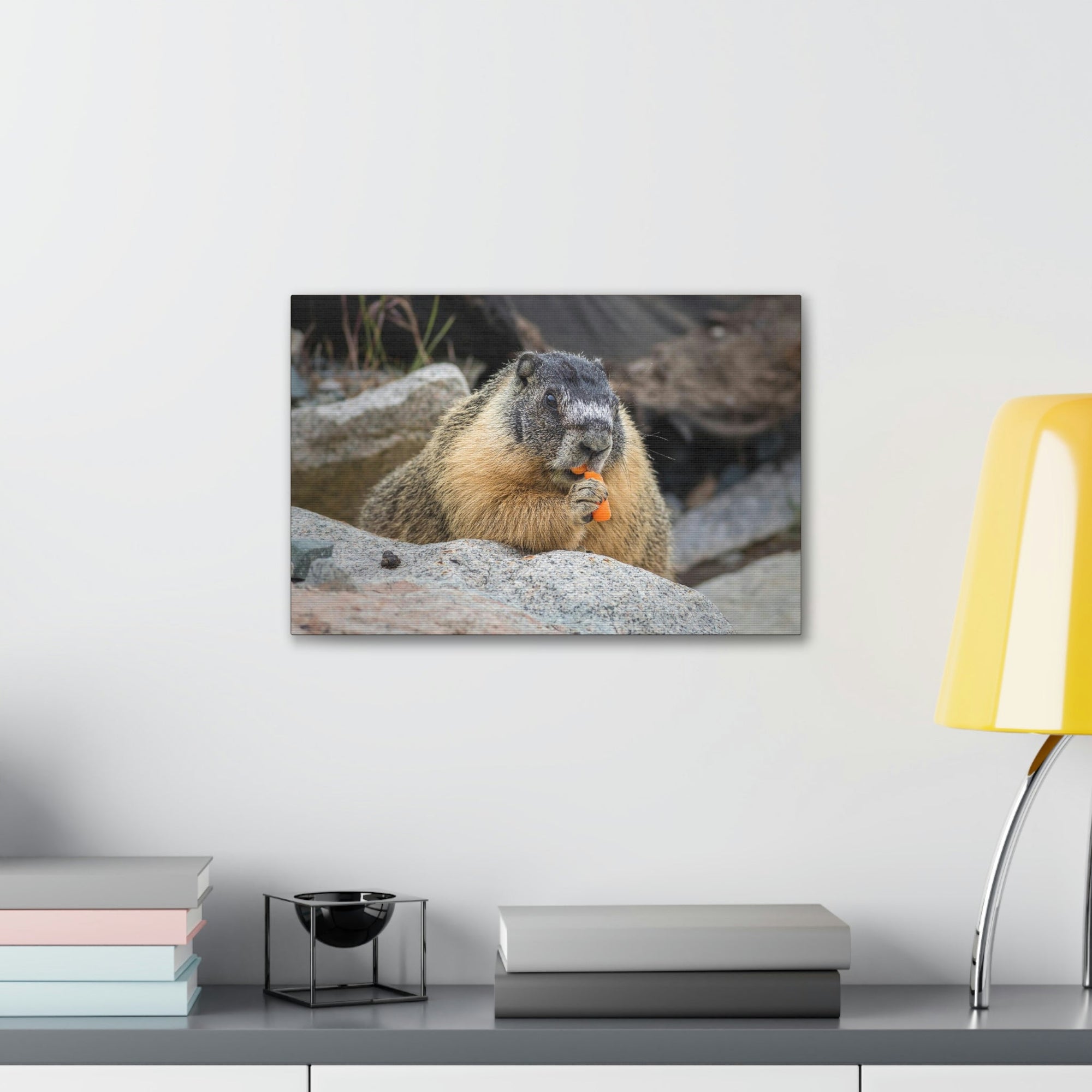 Scripture Walls Yellow Bellied Marmot Enjoying a Carrot Print Animal Wall Art Wildlife Canvas Prints Wall Art Ready to Hang Unframed-Express Your Love Gifts