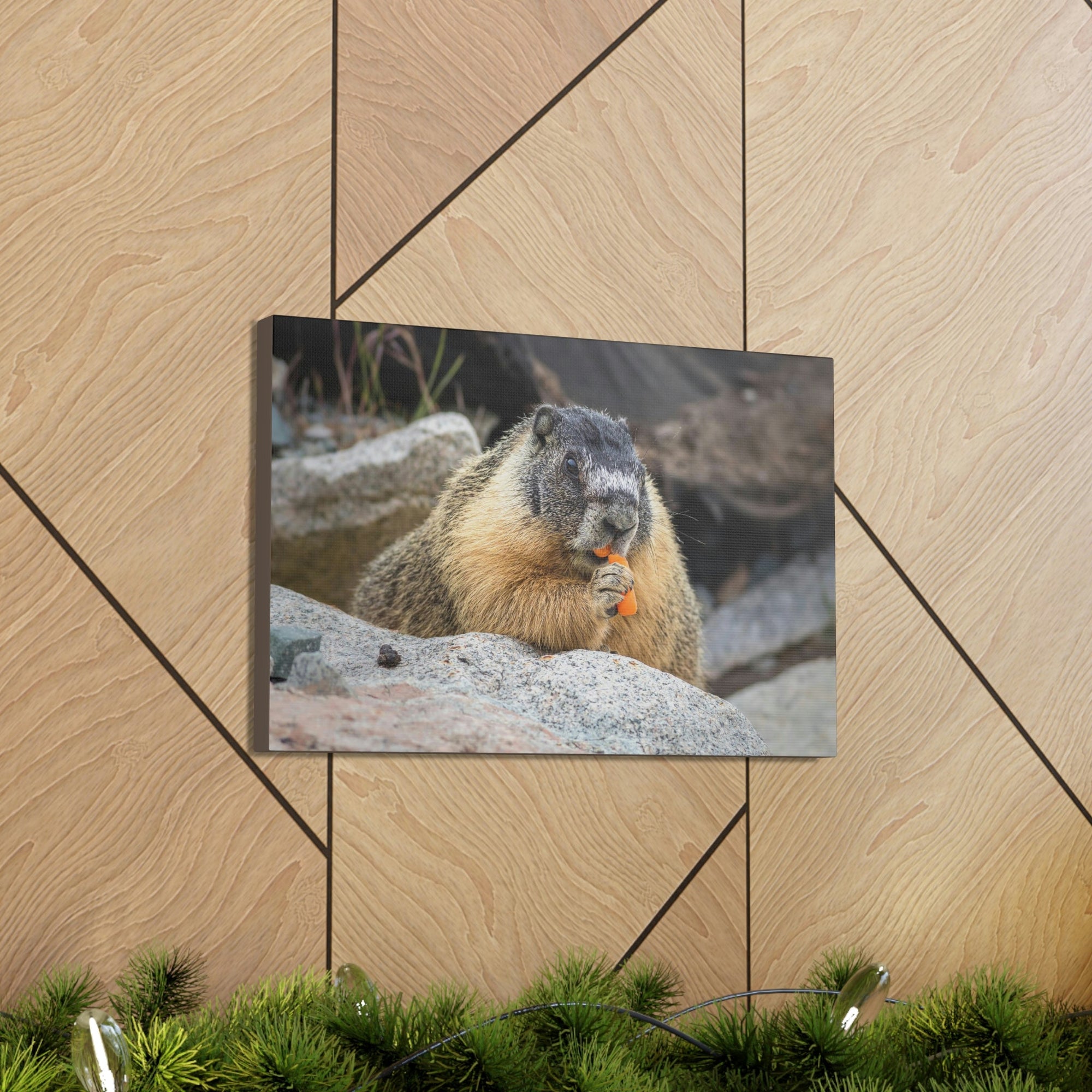 Scripture Walls Yellow Bellied Marmot Enjoying a Carrot Print Animal Wall Art Wildlife Canvas Prints Wall Art Ready to Hang Unframed-Express Your Love Gifts