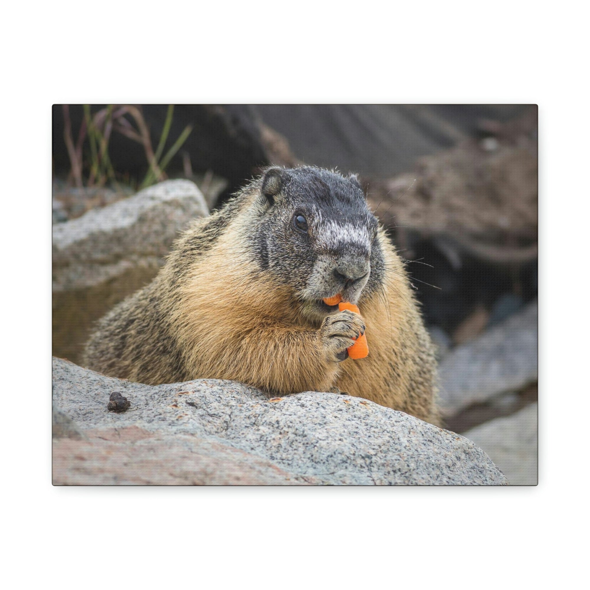 Scripture Walls Yellow Bellied Marmot Enjoying a Carrot Print Animal Wall Art Wildlife Canvas Prints Wall Art Ready to Hang Unframed-Express Your Love Gifts