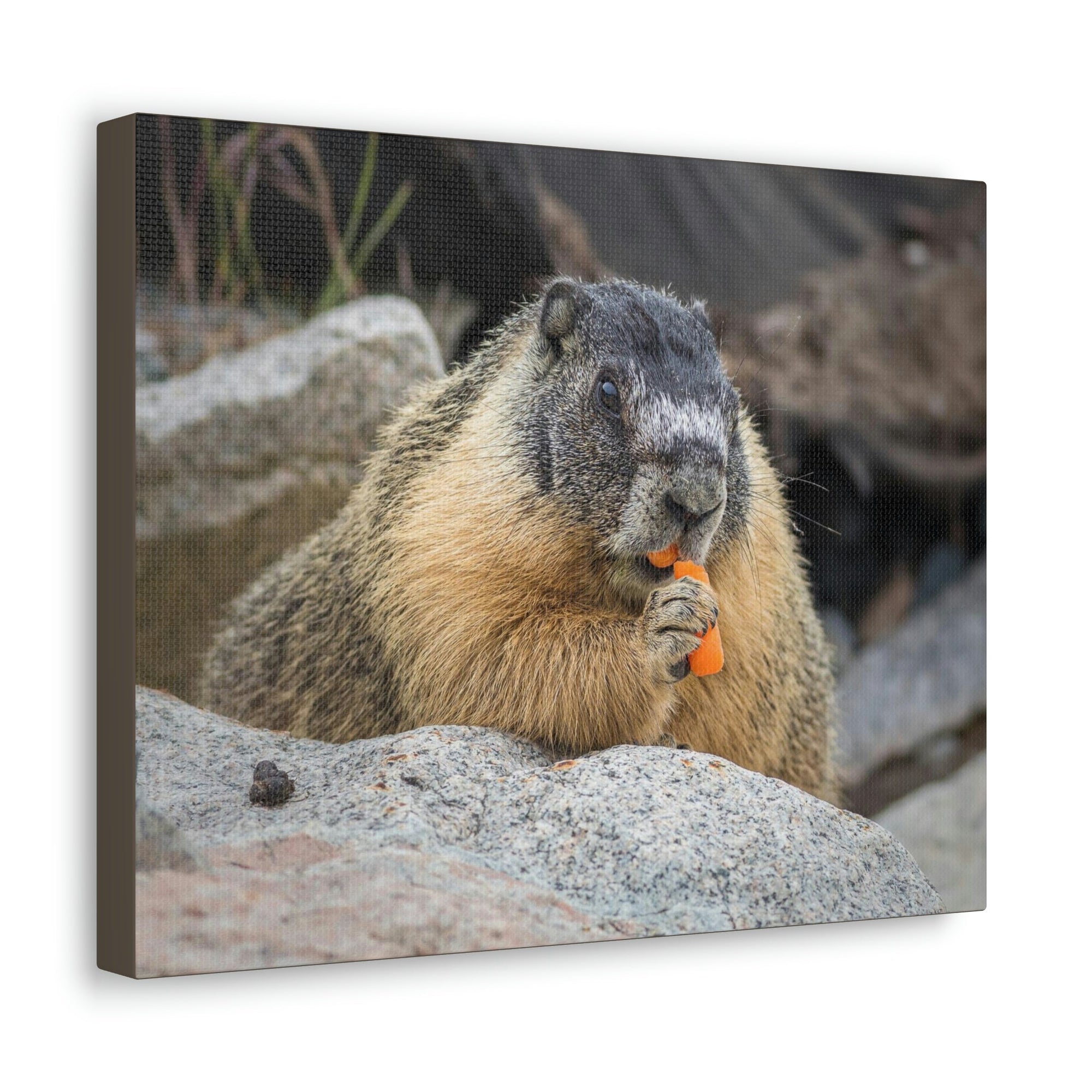 Scripture Walls Yellow Bellied Marmot Enjoying a Carrot Print Animal Wall Art Wildlife Canvas Prints Wall Art Ready to Hang Unframed-Express Your Love Gifts