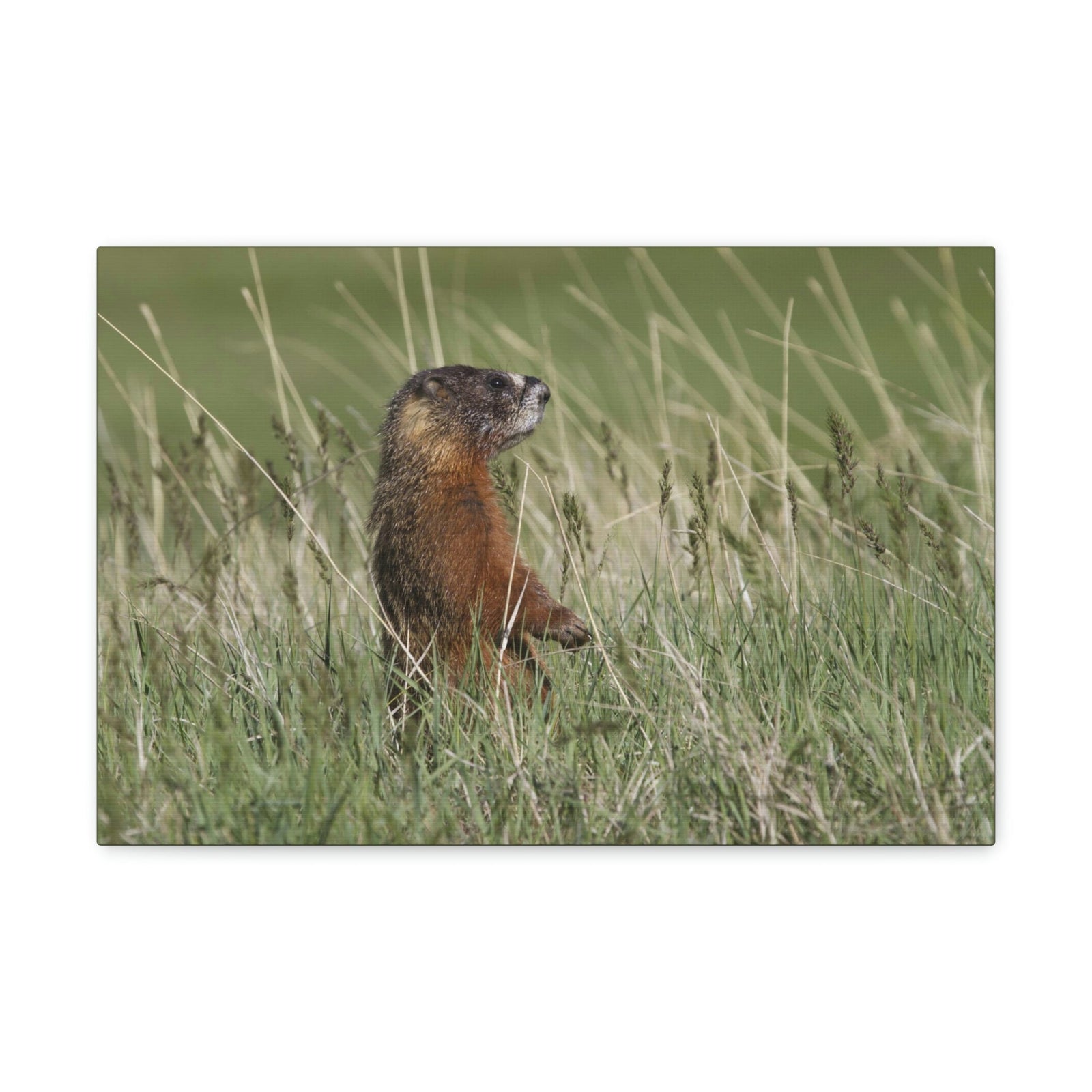 Scripture Walls Yellow Bellied Marmot Hunting Yellow Bellied Marmot on Hunt Print Animal Wall Art Wildlife Canvas Prints Wall Art Ready to Hang Unframed-Express Your Love Gifts