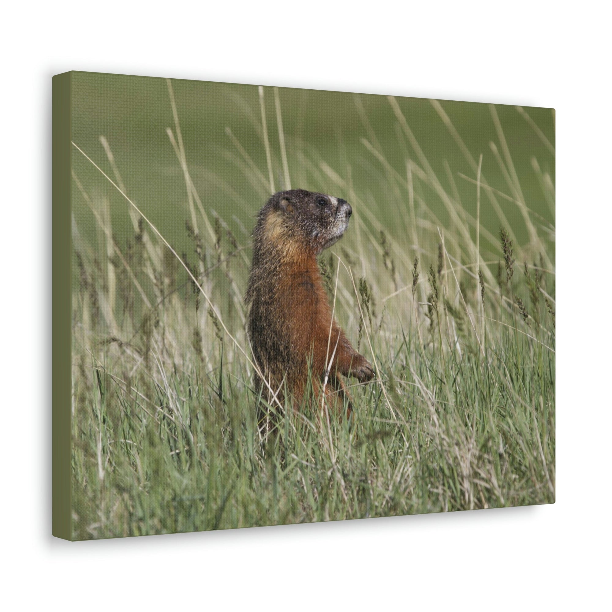 Scripture Walls Yellow Bellied Marmot Hunting Yellow Bellied Marmot on Hunt Print Animal Wall Art Wildlife Canvas Prints Wall Art Ready to Hang Unframed-Express Your Love Gifts