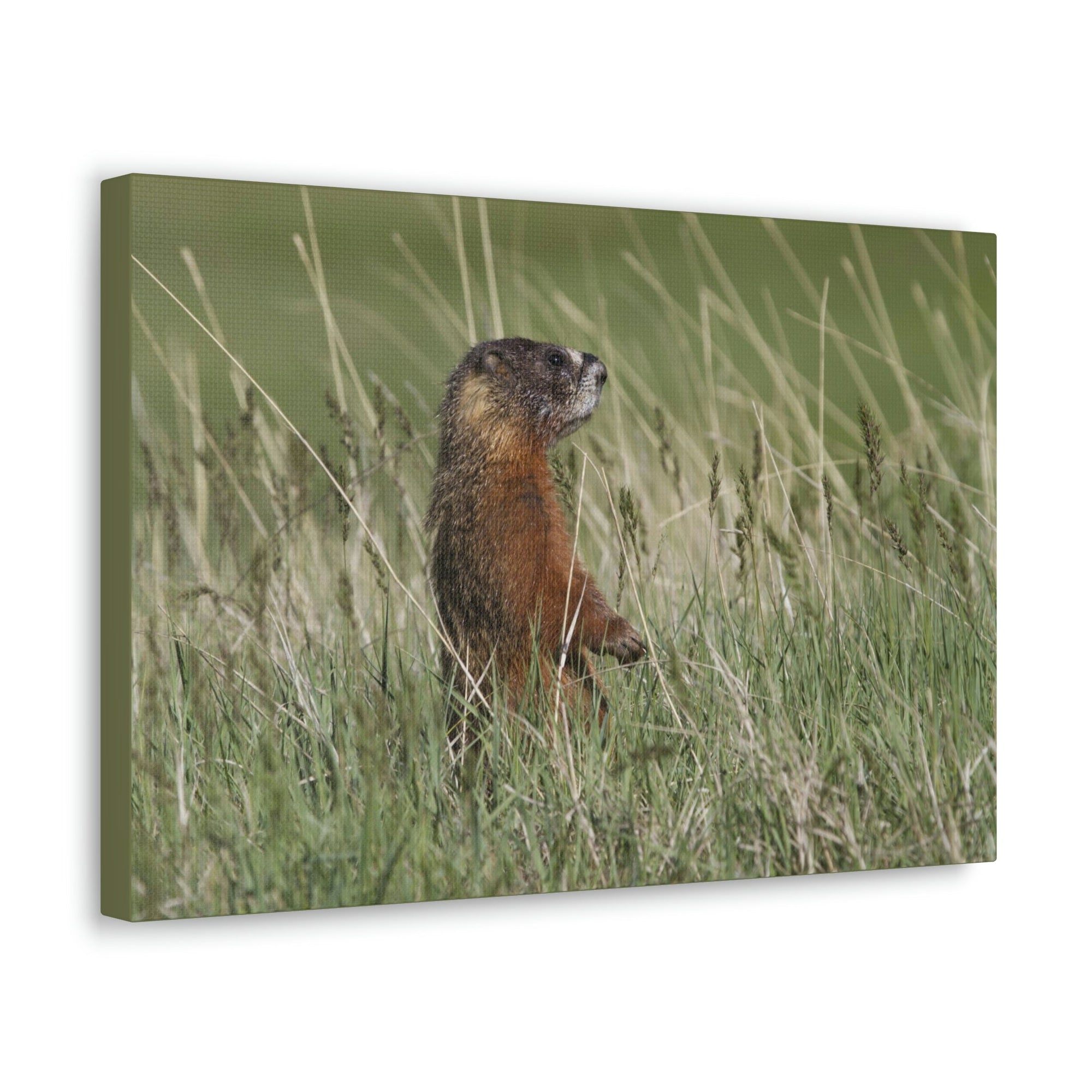 Scripture Walls Yellow Bellied Marmot Hunting Yellow Bellied Marmot on Hunt Print Animal Wall Art Wildlife Canvas Prints Wall Art Ready to Hang Unframed-Express Your Love Gifts