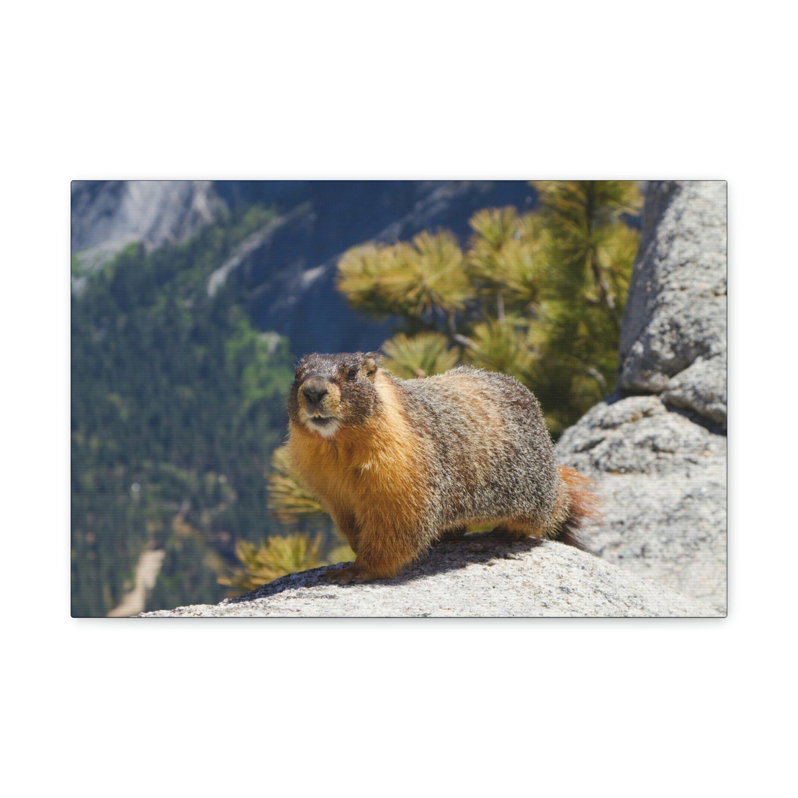 Scripture Walls Yellow Bellied Marmot on a Ridge Near Yosemite Falls Print Animal Wall Art Wildlife Canvas Prints Wall Art Ready to Hang Unframed-Express Your Love Gifts