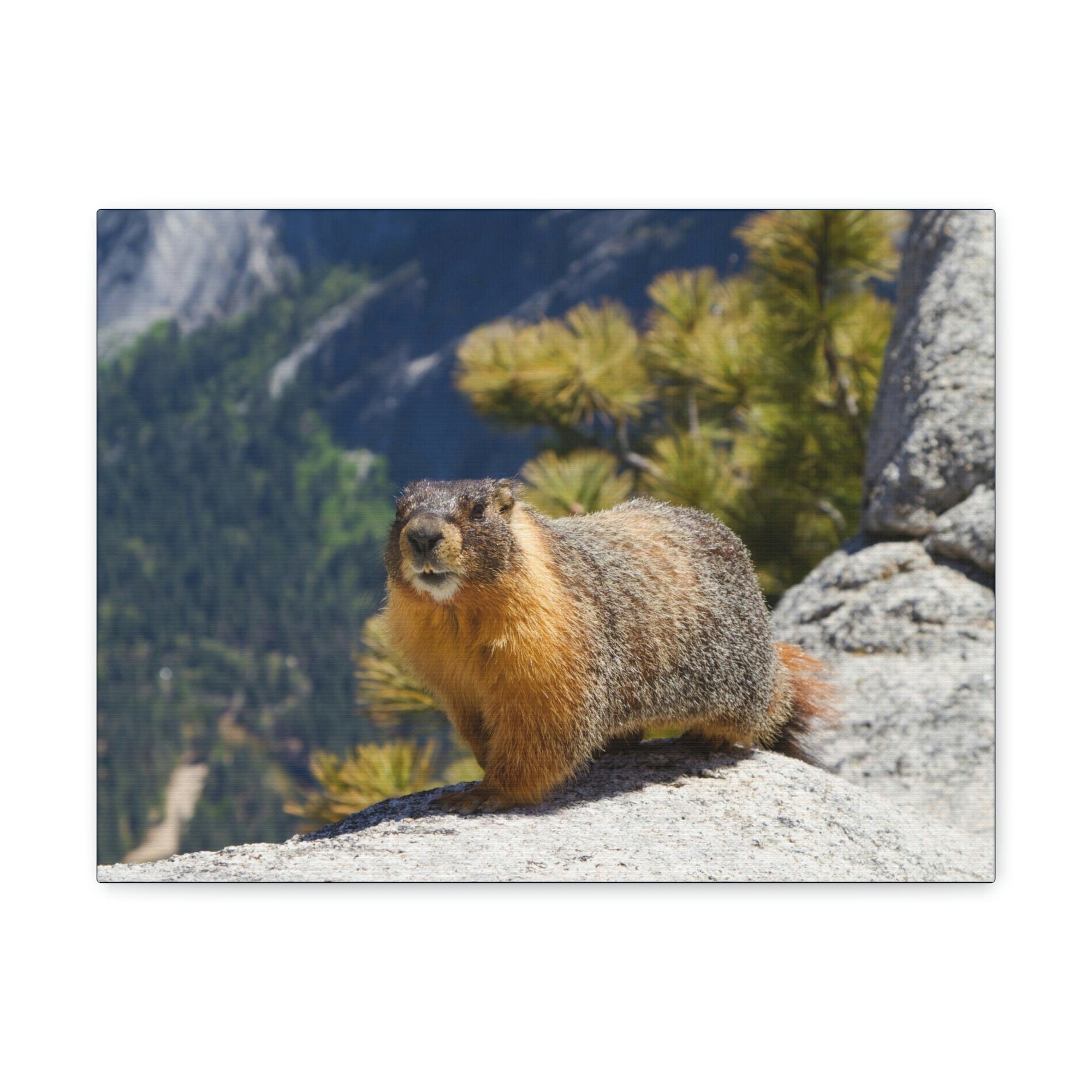 Scripture Walls Yellow Bellied Marmot on a Ridge Near Yosemite Falls Print Animal Wall Art Wildlife Canvas Prints Wall Art Ready to Hang Unframed-Express Your Love Gifts