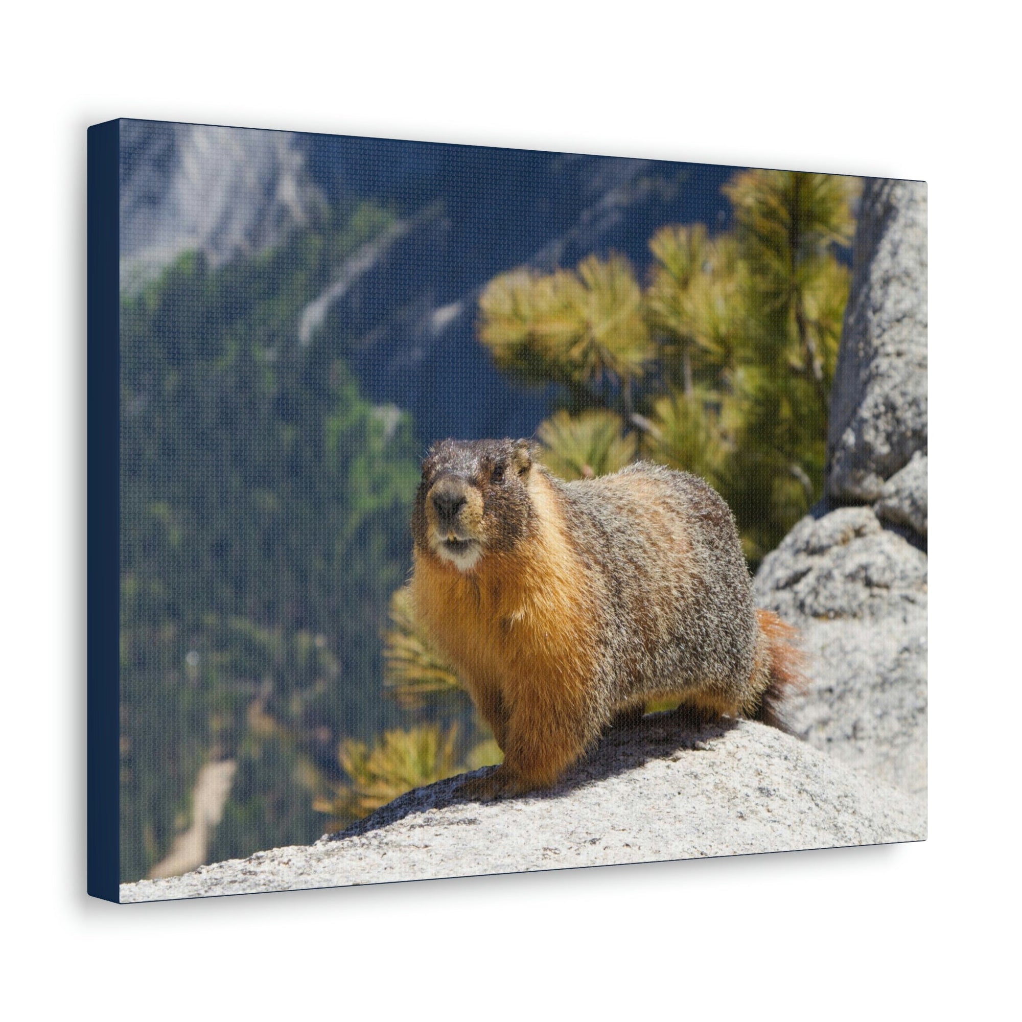 Scripture Walls Yellow Bellied Marmot on a Ridge Near Yosemite Falls Print Animal Wall Art Wildlife Canvas Prints Wall Art Ready to Hang Unframed-Express Your Love Gifts