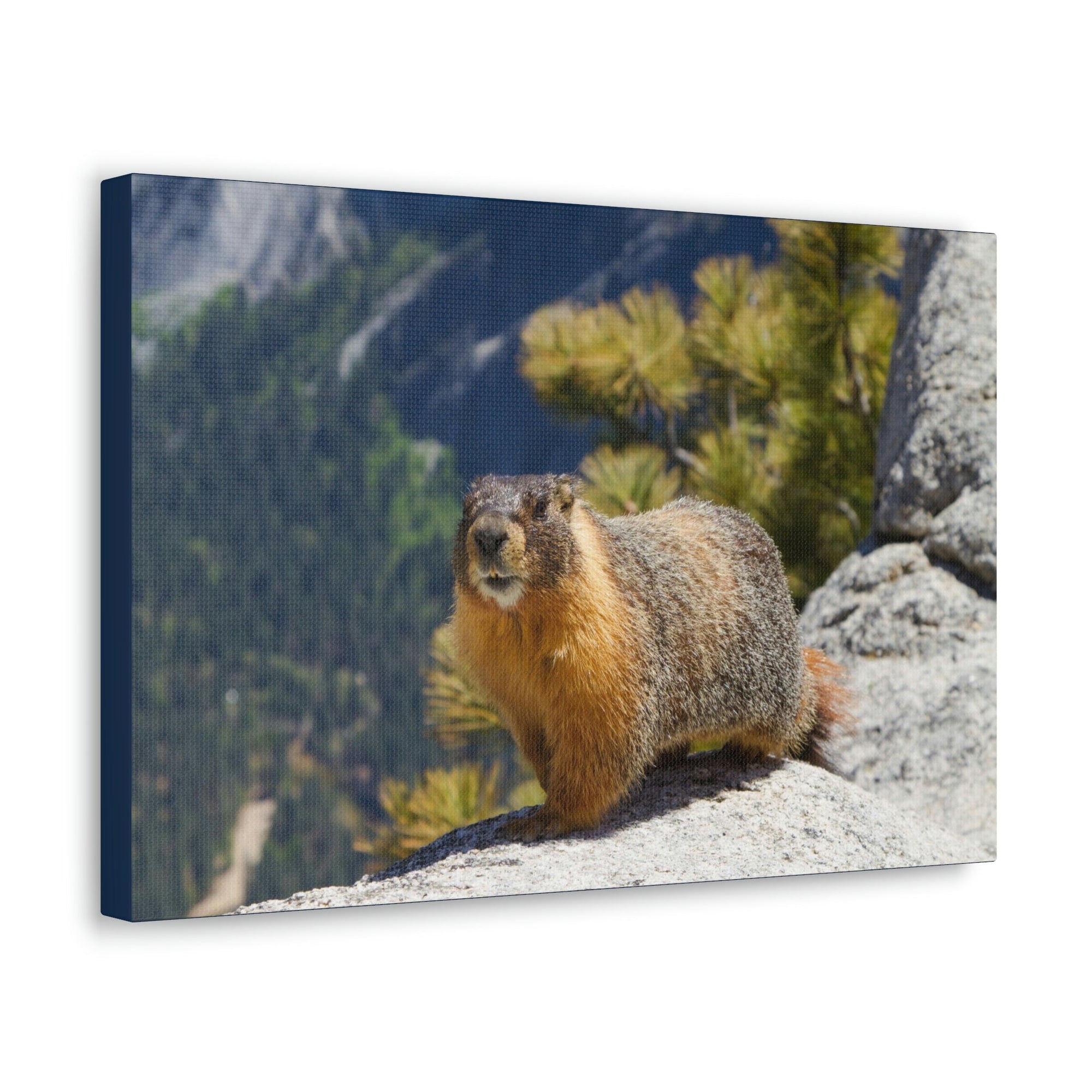 Scripture Walls Yellow Bellied Marmot on a Ridge Near Yosemite Falls Print Animal Wall Art Wildlife Canvas Prints Wall Art Ready to Hang Unframed-Express Your Love Gifts