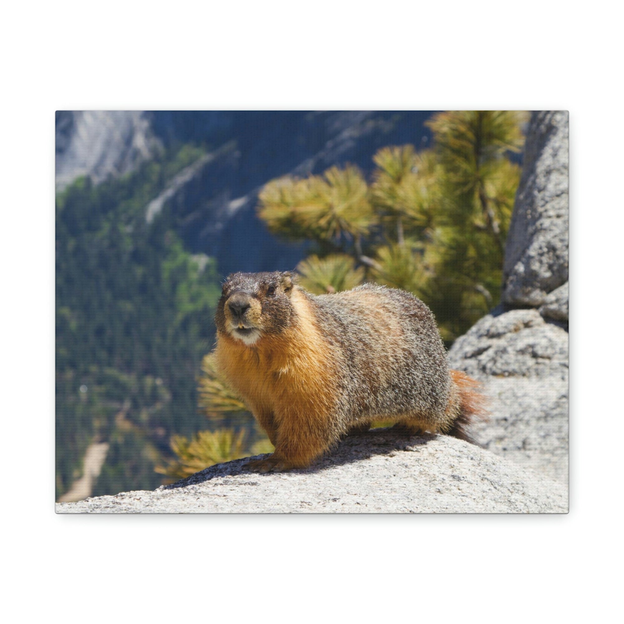 Scripture Walls Yellow Bellied Marmot on a Ridge Near Yosemite Falls Print Animal Wall Art Wildlife Canvas Prints Wall Art Ready to Hang Unframed-Express Your Love Gifts