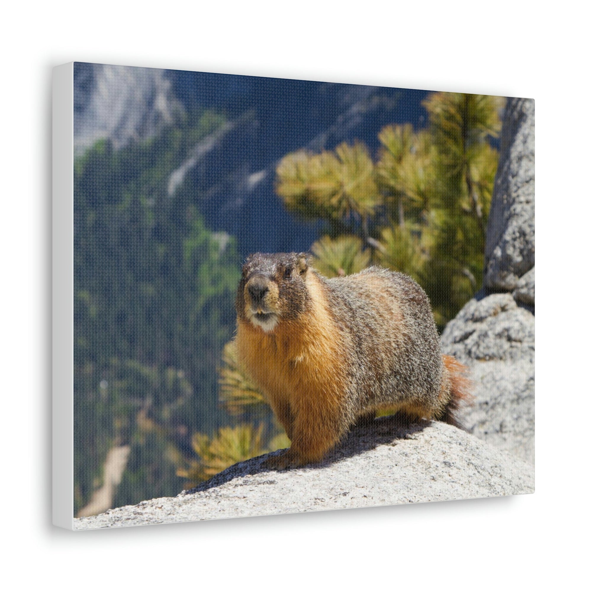 Scripture Walls Yellow Bellied Marmot on a Ridge Near Yosemite Falls Print Animal Wall Art Wildlife Canvas Prints Wall Art Ready to Hang Unframed-Express Your Love Gifts