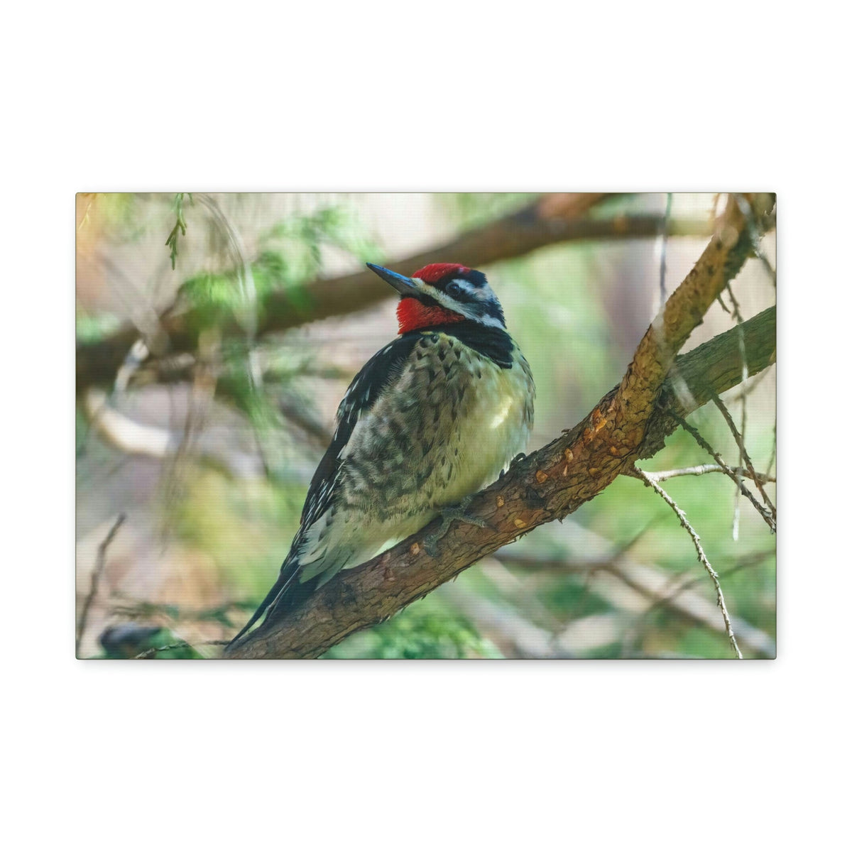 Scripture Walls Yellow Bellied Sapsucker With Red Head Perched on a Branch Looking to the Side Print Animal Wall Art Wildlife Canvas Prints Wall Art Ready to Hang Unframed-Express Your Love Gifts