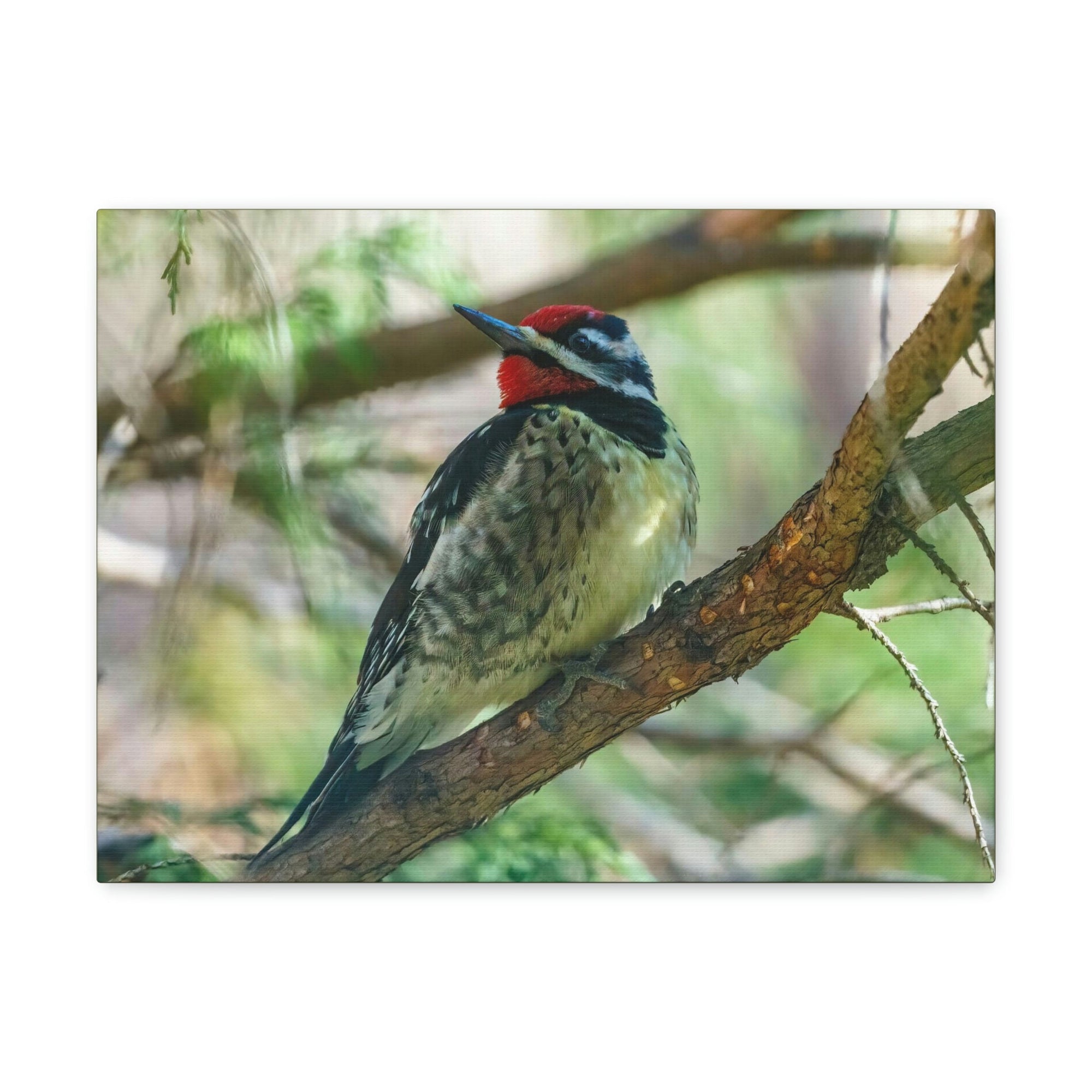 Scripture Walls Yellow Bellied Sapsucker With Red Head Perched on a Branch Looking to the Side Print Animal Wall Art Wildlife Canvas Prints Wall Art Ready to Hang Unframed-Express Your Love Gifts