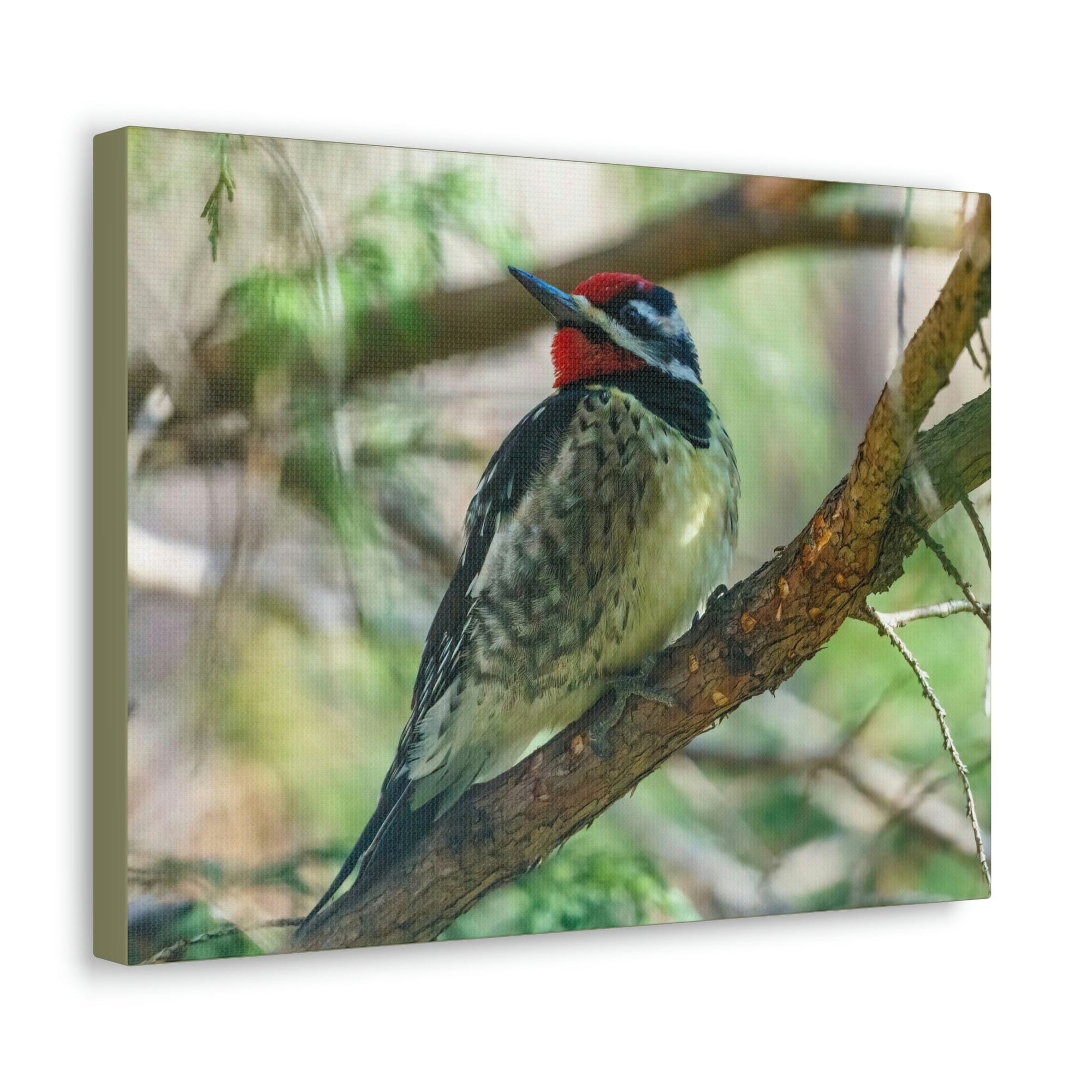 Scripture Walls Yellow Bellied Sapsucker With Red Head Perched on a Branch Looking to the Side Print Animal Wall Art Wildlife Canvas Prints Wall Art Ready to Hang Unframed-Express Your Love Gifts