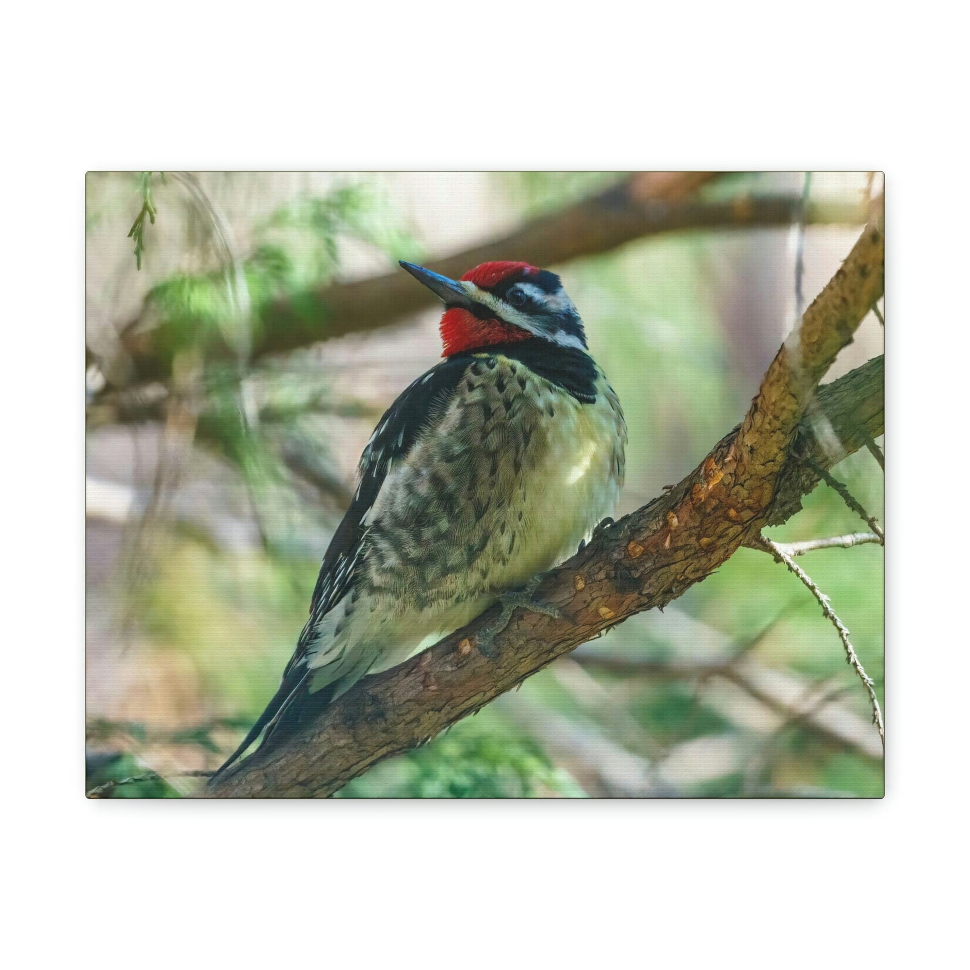 Scripture Walls Yellow Bellied Sapsucker With Red Head Perched on a Branch Looking to the Side Print Animal Wall Art Wildlife Canvas Prints Wall Art Ready to Hang Unframed-Express Your Love Gifts