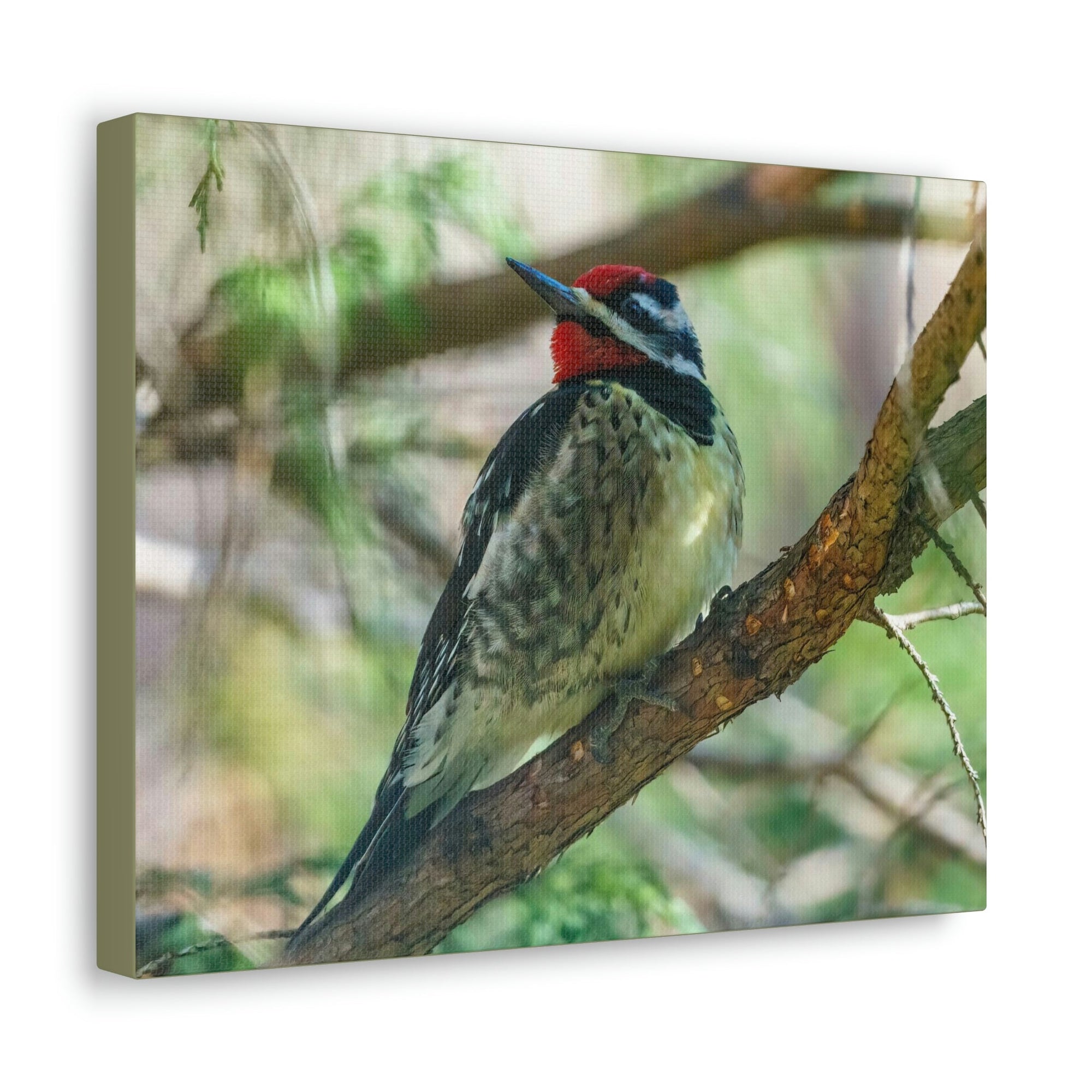 Scripture Walls Yellow Bellied Sapsucker With Red Head Perched on a Branch Looking to the Side Print Animal Wall Art Wildlife Canvas Prints Wall Art Ready to Hang Unframed-Express Your Love Gifts