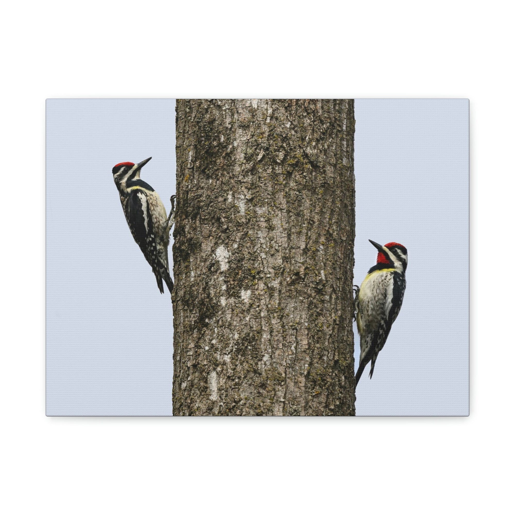 Scripture Walls Yellow Belly Sapsucker Couple Yellow Belly Sapsucker Couple Print Animal Wall Art Wildlife Canvas Prints Wall Art Ready to Hang Unframed-Express Your Love Gifts