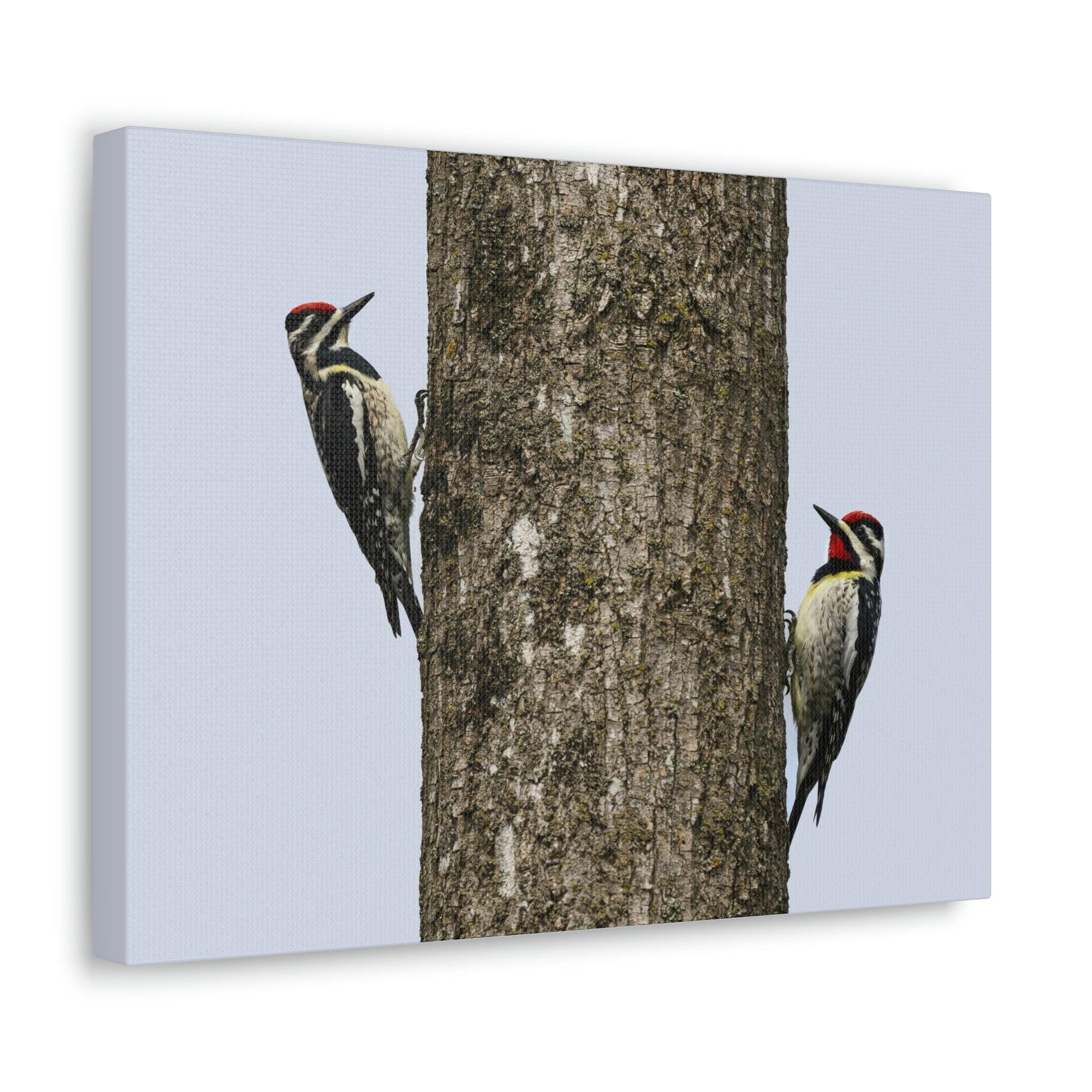 Scripture Walls Yellow Belly Sapsucker Couple Yellow Belly Sapsucker Couple Print Animal Wall Art Wildlife Canvas Prints Wall Art Ready to Hang Unframed-Express Your Love Gifts