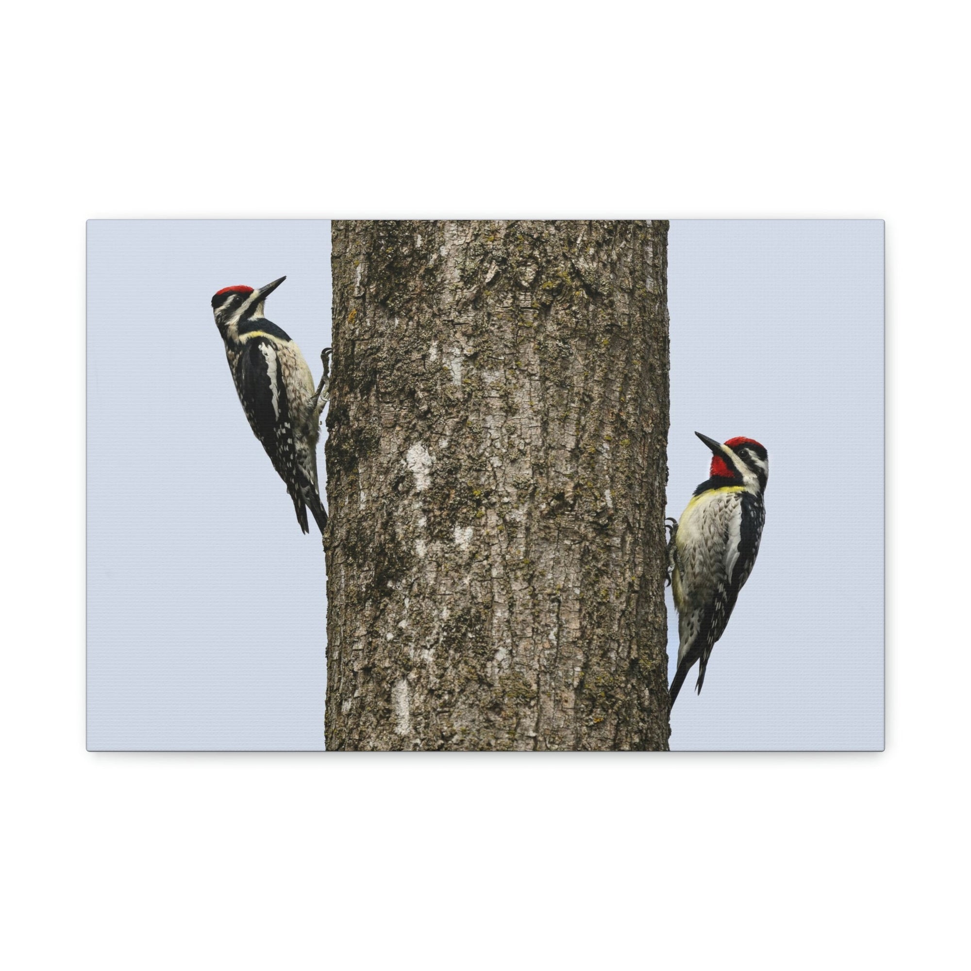 Scripture Walls Yellow Belly Sapsucker Couple Yellow Belly Sapsucker Couple Print Animal Wall Art Wildlife Canvas Prints Wall Art Ready to Hang Unframed-Express Your Love Gifts