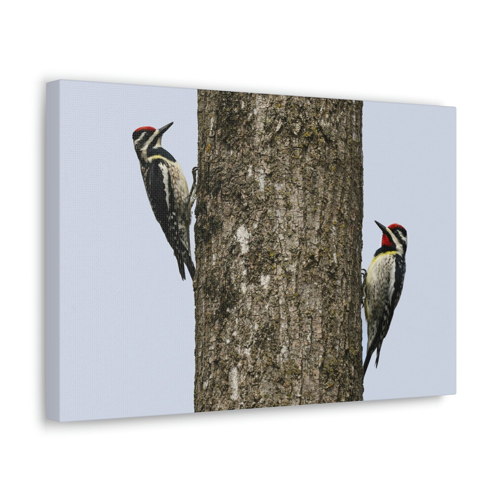 Scripture Walls Yellow Belly Sapsucker Couple Yellow Belly Sapsucker Couple Print Animal Wall Art Wildlife Canvas Prints Wall Art Ready to Hang Unframed-Express Your Love Gifts