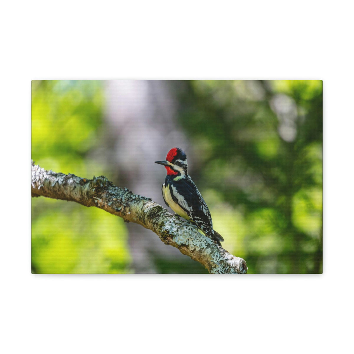 Scripture Walls Yellow Belly Sapsucker Hunting Yellow Belly Sapsucker on Hunt Print Animal Wall Art Wildlife Canvas Prints Wall Art Ready to Hang Unframed-Express Your Love Gifts