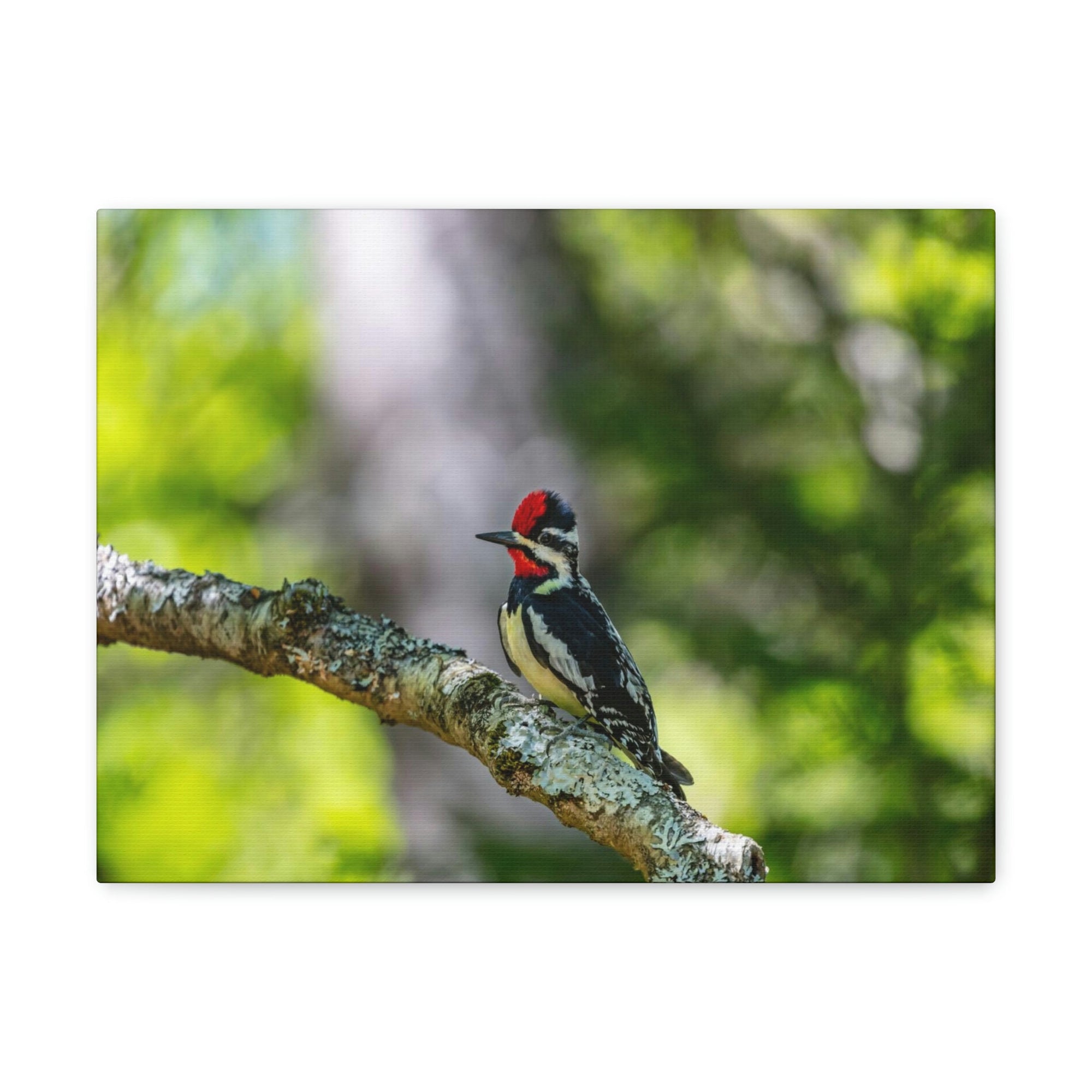 Scripture Walls Yellow Belly Sapsucker Hunting Yellow Belly Sapsucker on Hunt Print Animal Wall Art Wildlife Canvas Prints Wall Art Ready to Hang Unframed-Express Your Love Gifts