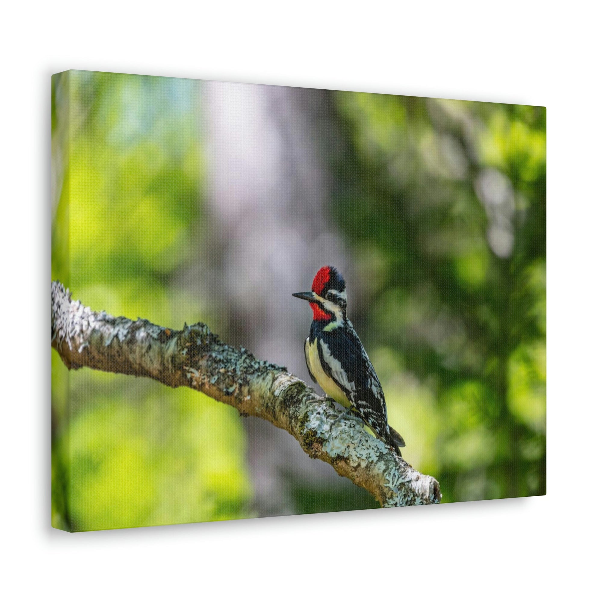 Scripture Walls Yellow Belly Sapsucker Hunting Yellow Belly Sapsucker on Hunt Print Animal Wall Art Wildlife Canvas Prints Wall Art Ready to Hang Unframed-Express Your Love Gifts