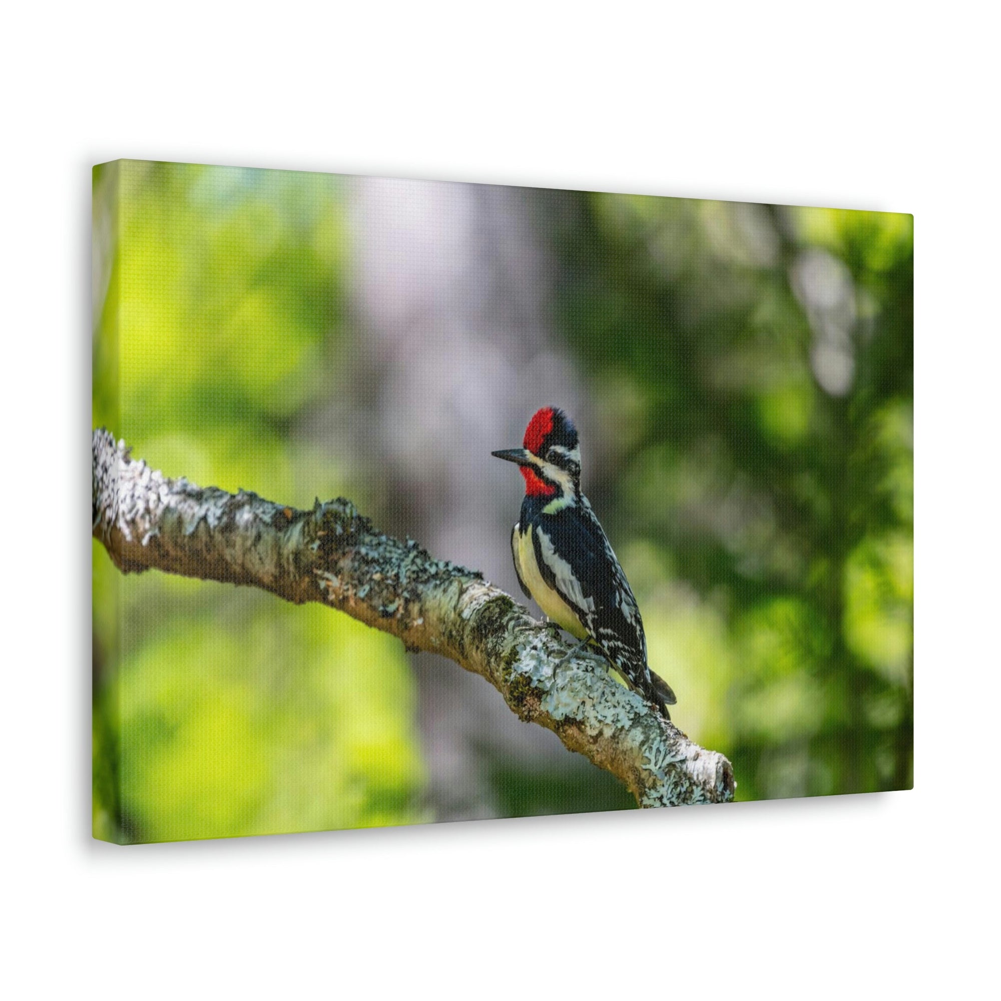 Scripture Walls Yellow Belly Sapsucker Hunting Yellow Belly Sapsucker on Hunt Print Animal Wall Art Wildlife Canvas Prints Wall Art Ready to Hang Unframed-Express Your Love Gifts