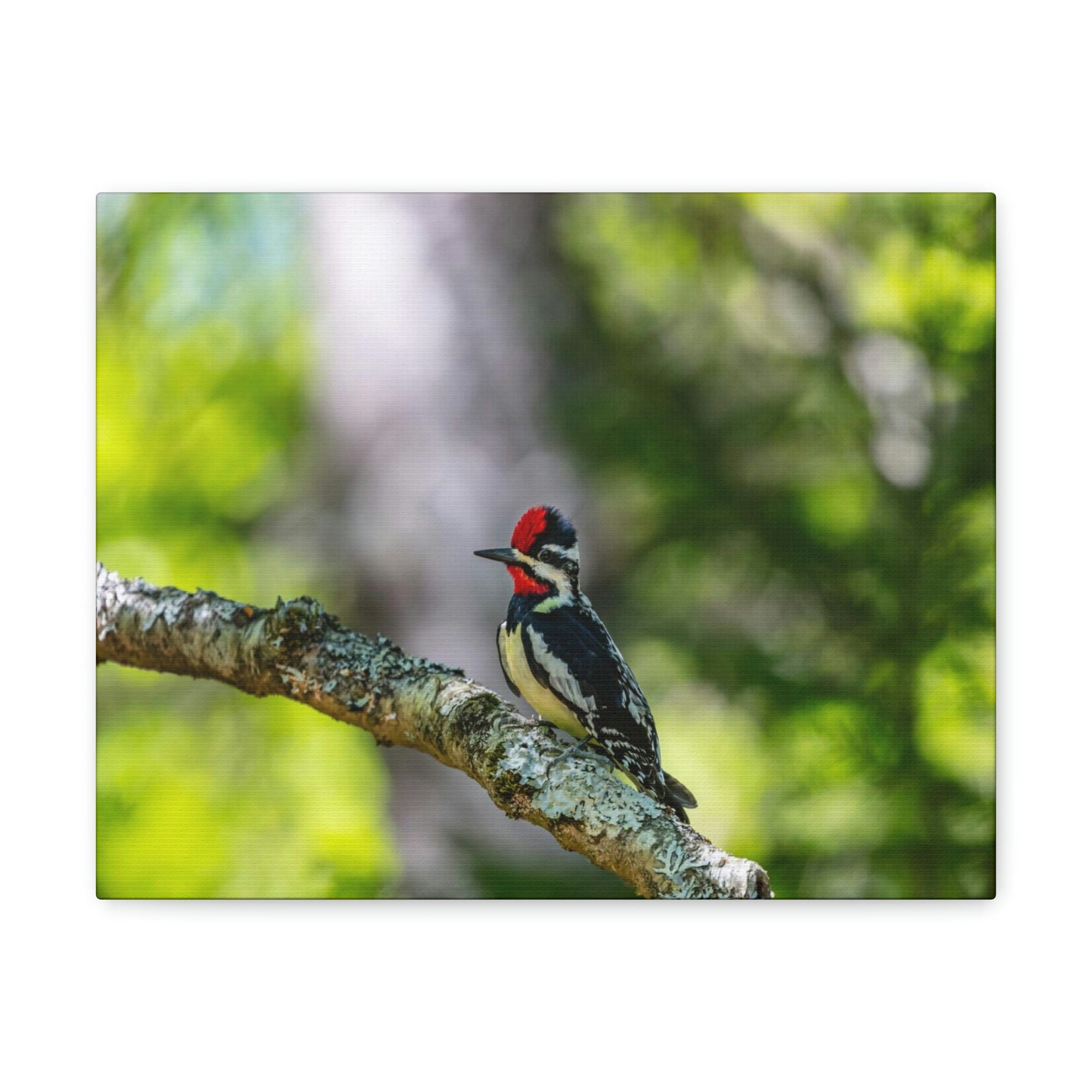 Scripture Walls Yellow Belly Sapsucker Hunting Yellow Belly Sapsucker on Hunt Print Animal Wall Art Wildlife Canvas Prints Wall Art Ready to Hang Unframed-Express Your Love Gifts