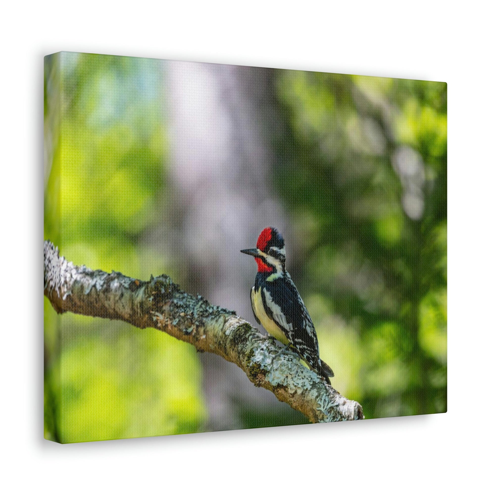 Scripture Walls Yellow Belly Sapsucker Hunting Yellow Belly Sapsucker on Hunt Print Animal Wall Art Wildlife Canvas Prints Wall Art Ready to Hang Unframed-Express Your Love Gifts