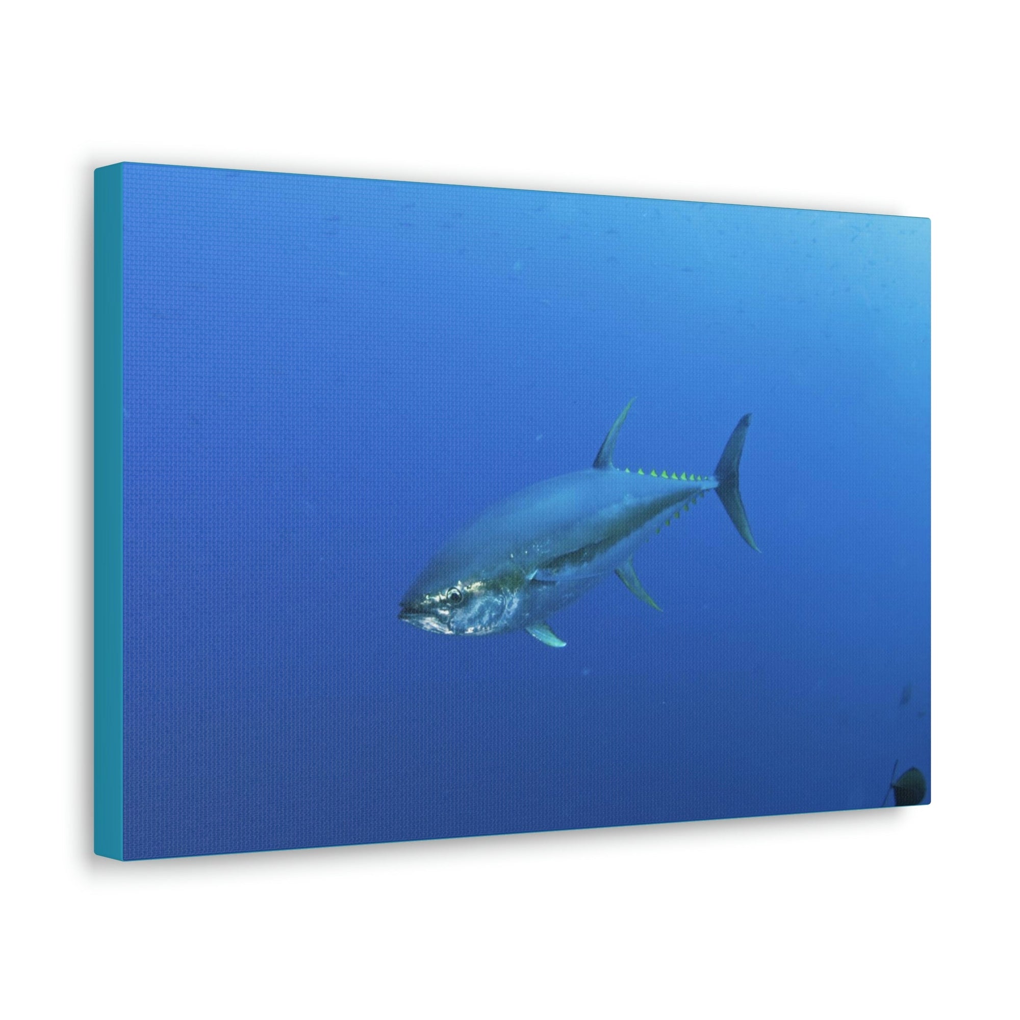 Scripture Walls Yellow Finned Tuna Hunting Yellow Finned Tuna on Hunt Print Animal Wall Art Wildlife Canvas Prints Wall Art Ready to Hang Unframed-Express Your Love Gifts