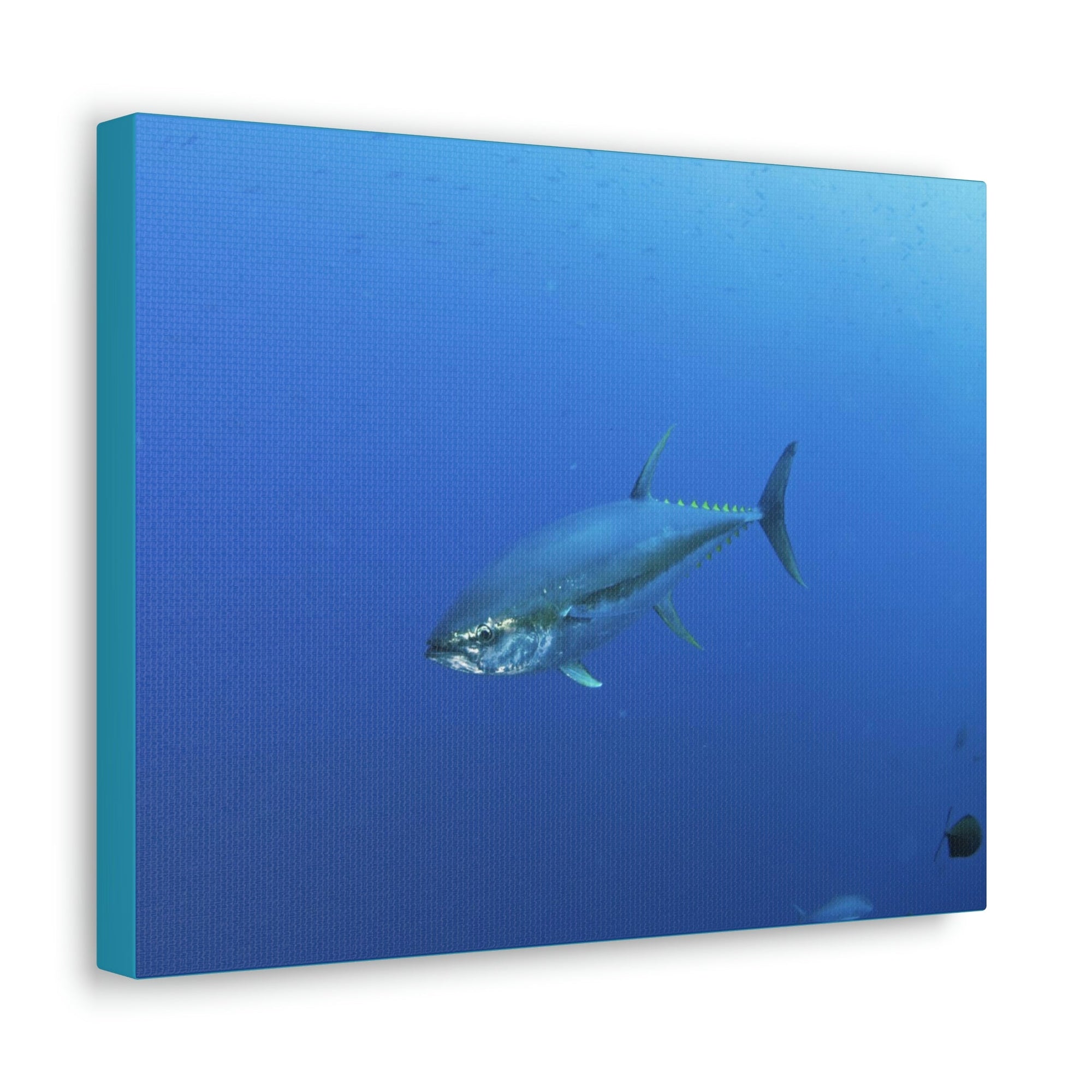 Scripture Walls Yellow Finned Tuna Hunting Yellow Finned Tuna on Hunt Print Animal Wall Art Wildlife Canvas Prints Wall Art Ready to Hang Unframed-Express Your Love Gifts