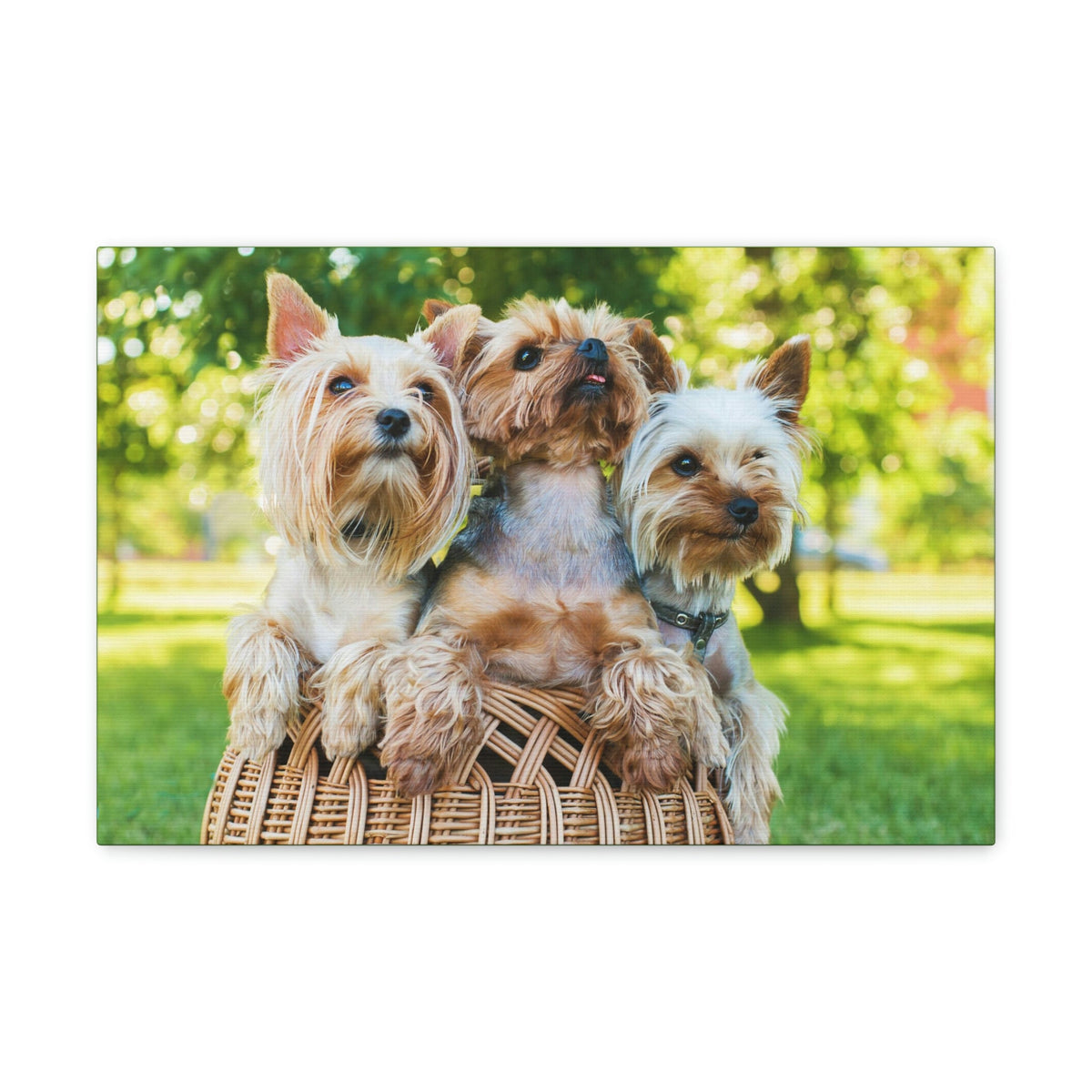 Scripture Walls Yorkshire Terrier Group Yorkshire Terrier Troop Print Animal Wall Art Wildlife Canvas Prints Wall Art Ready to Hang Unframed-Express Your Love Gifts