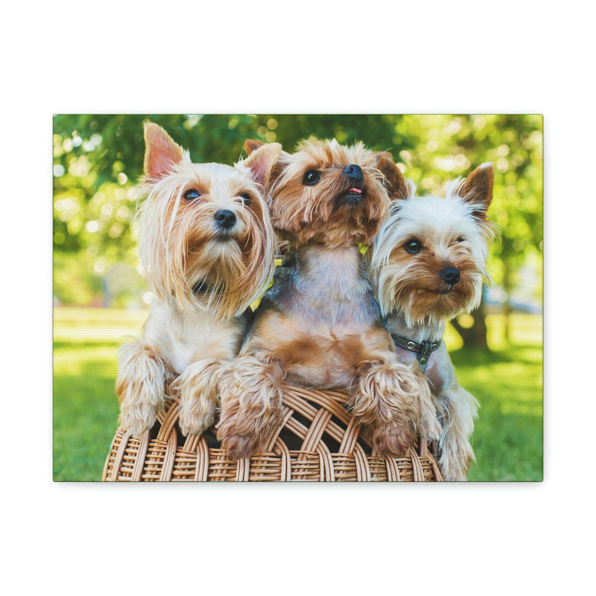 Scripture Walls Yorkshire Terrier Group Yorkshire Terrier Troop Print Animal Wall Art Wildlife Canvas Prints Wall Art Ready to Hang Unframed-Express Your Love Gifts