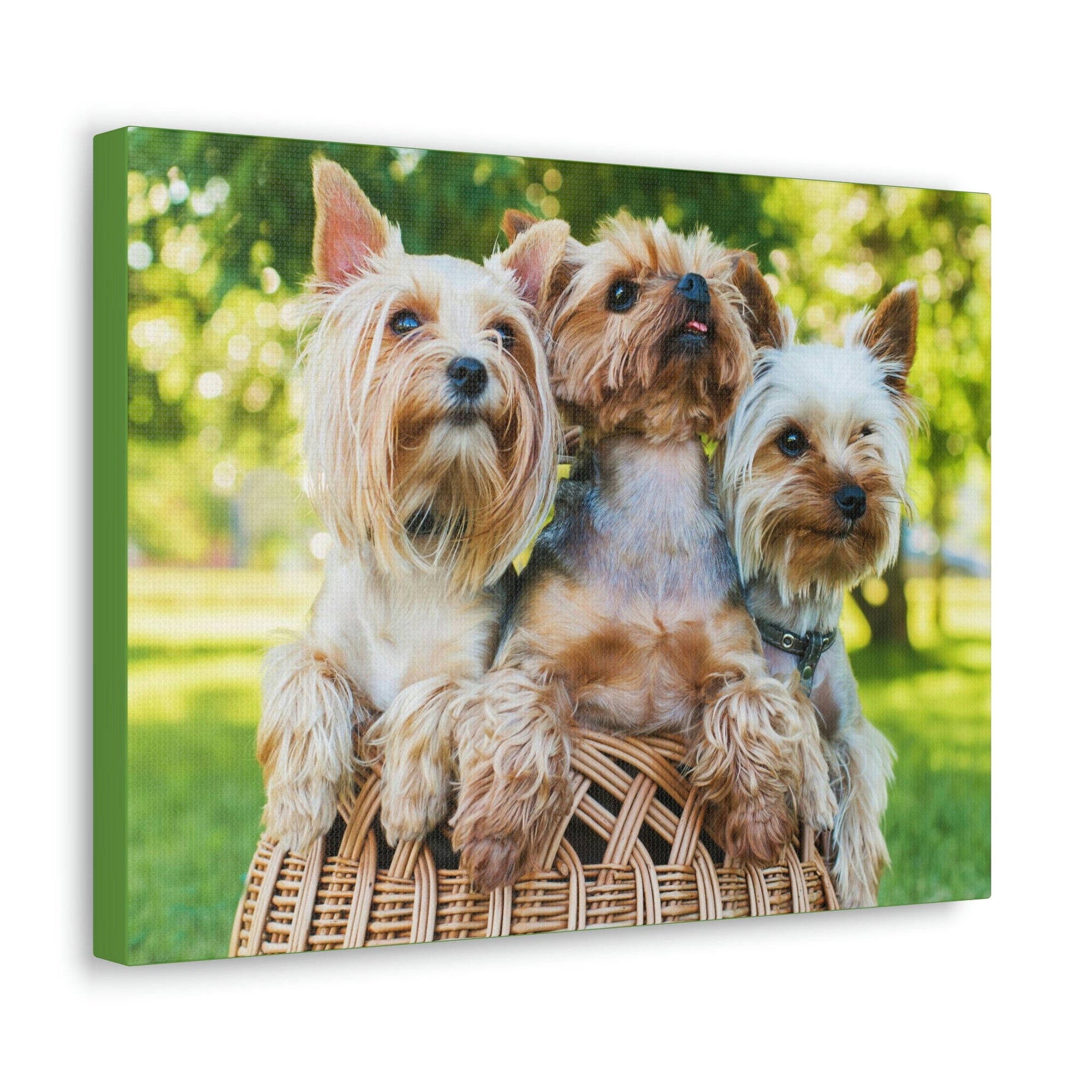 Scripture Walls Yorkshire Terrier Group Yorkshire Terrier Troop Print Animal Wall Art Wildlife Canvas Prints Wall Art Ready to Hang Unframed-Express Your Love Gifts