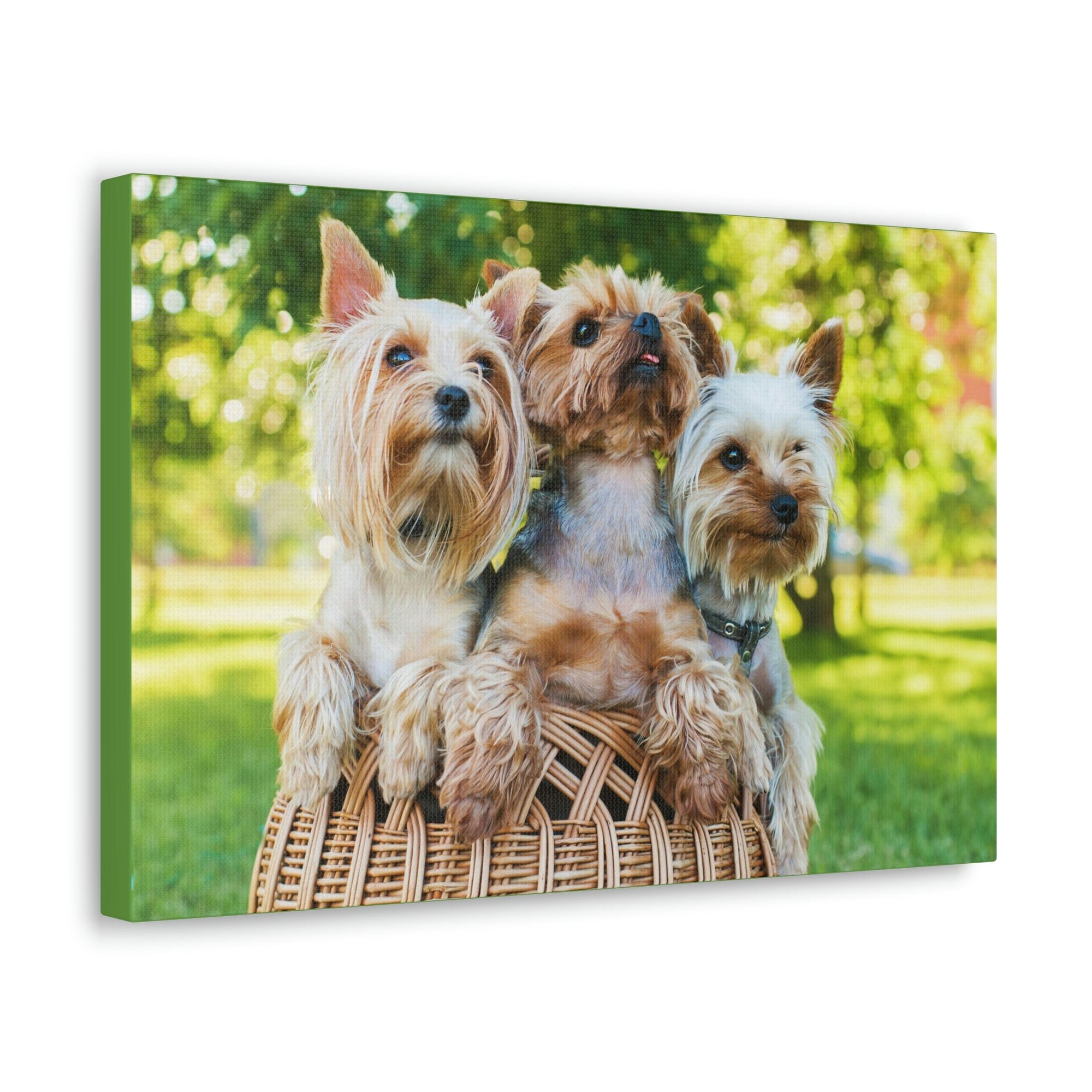 Scripture Walls Yorkshire Terrier Group Yorkshire Terrier Troop Print Animal Wall Art Wildlife Canvas Prints Wall Art Ready to Hang Unframed-Express Your Love Gifts