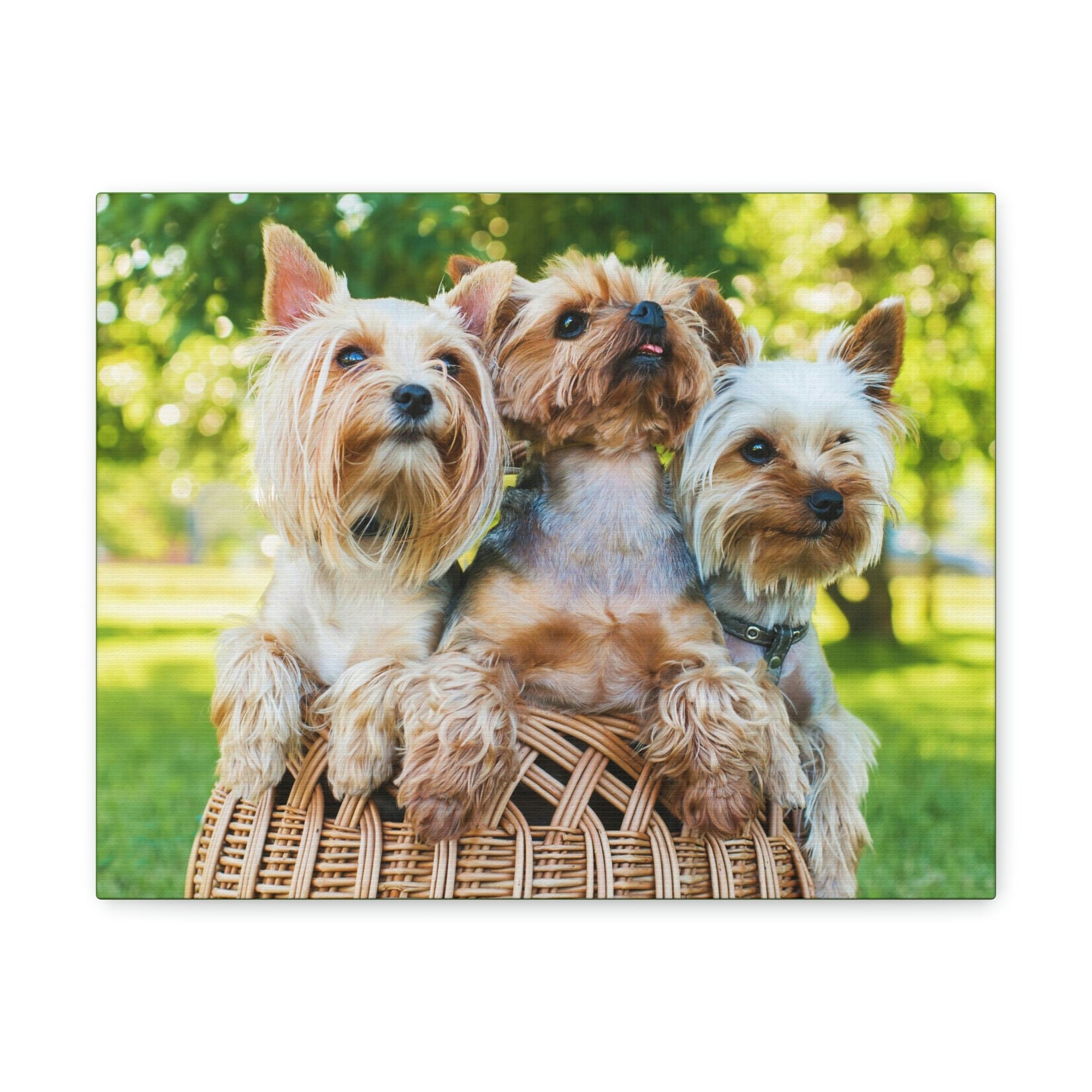 Scripture Walls Yorkshire Terrier Group Yorkshire Terrier Troop Print Animal Wall Art Wildlife Canvas Prints Wall Art Ready to Hang Unframed-Express Your Love Gifts