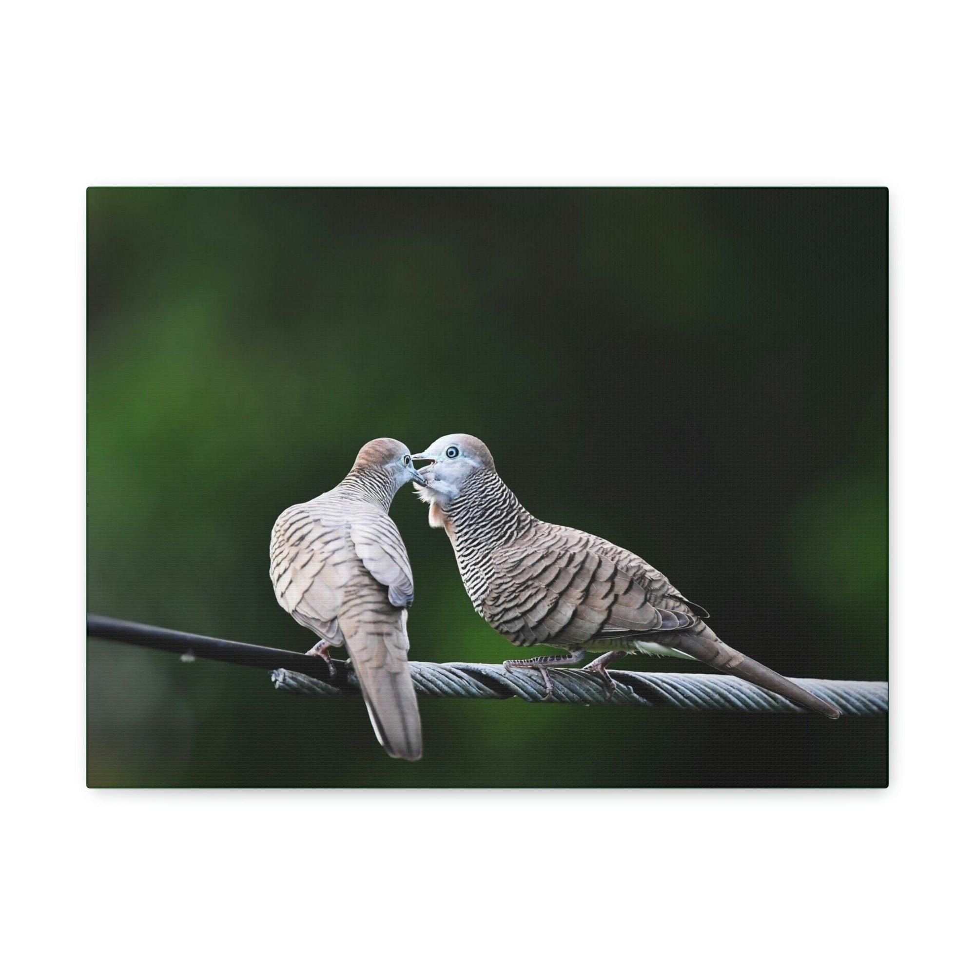 Scripture Walls Zebra Dove Couple Zebra Dove Couple Print Animal Wall Art Wildlife Canvas Prints Wall Art Ready to Hang Unframed-Express Your Love Gifts