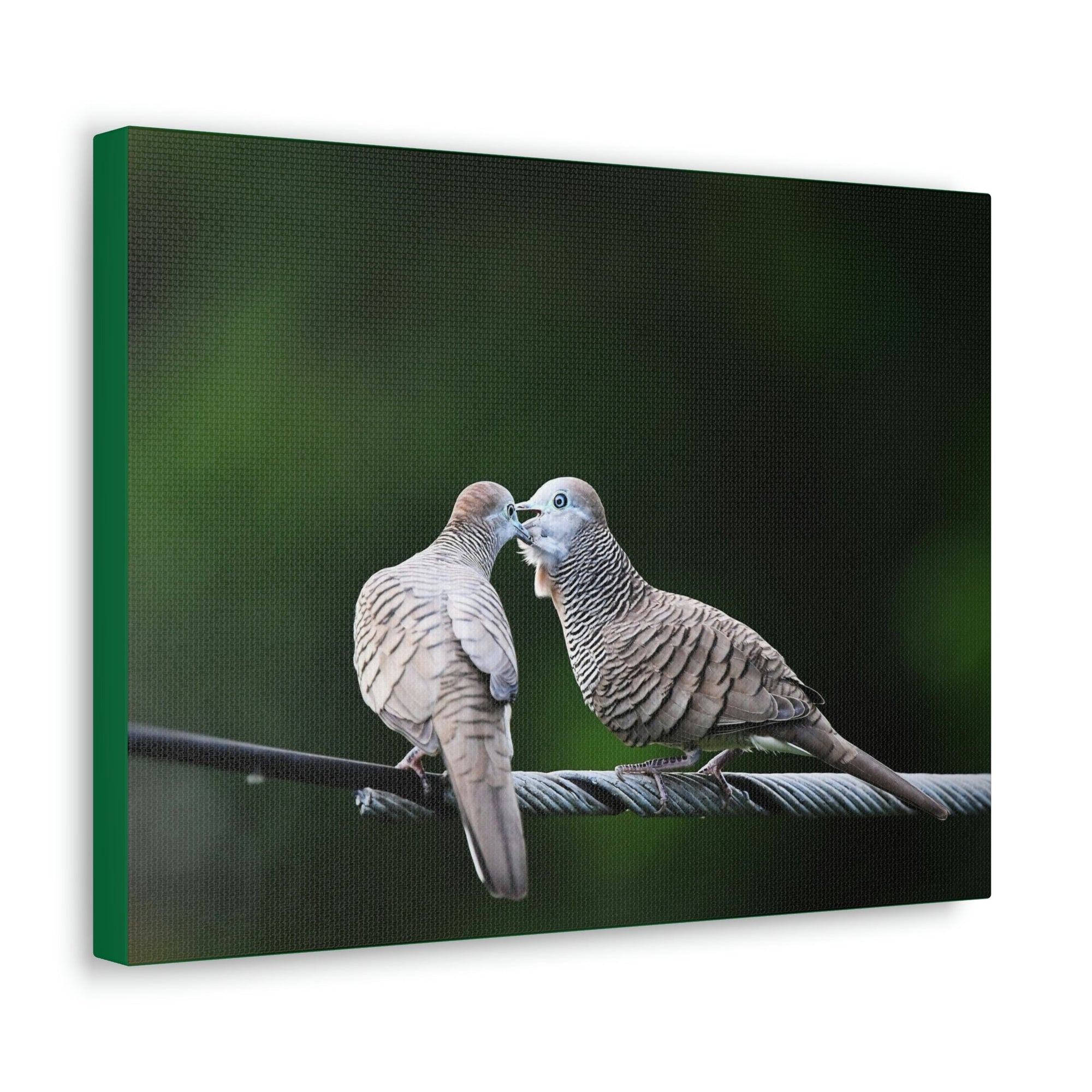 Scripture Walls Zebra Dove Couple Zebra Dove Couple Print Animal Wall Art Wildlife Canvas Prints Wall Art Ready to Hang Unframed-Express Your Love Gifts